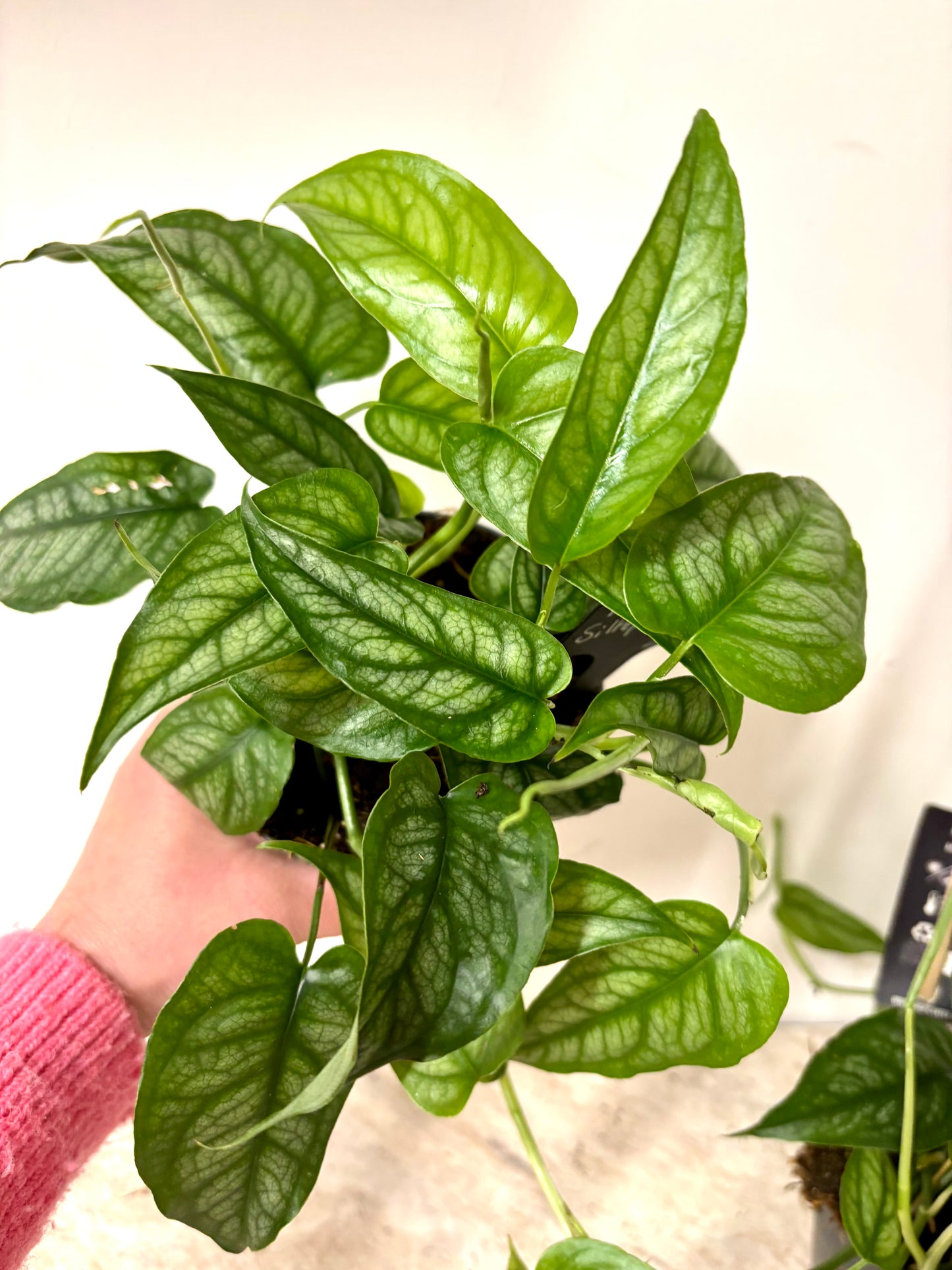 Monstera Siltepecana