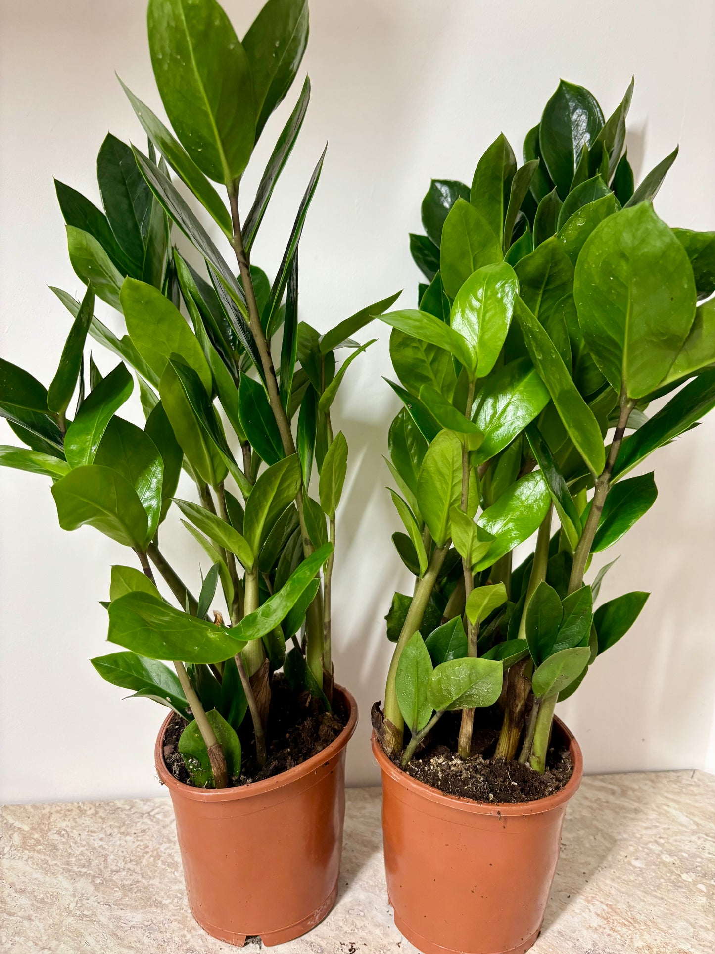Zamio Zamiifolia