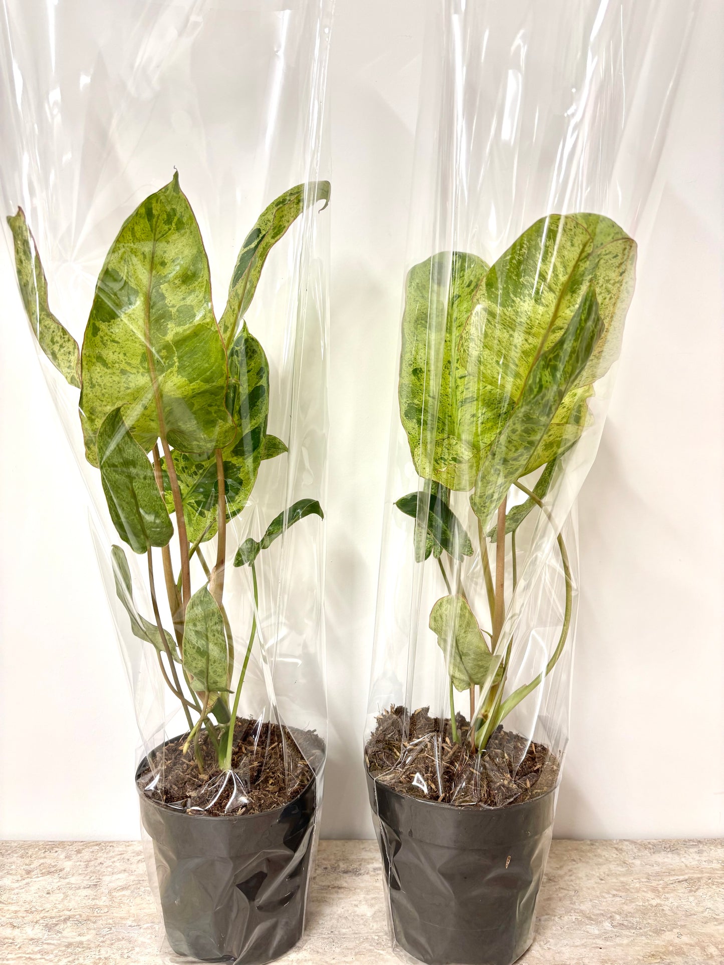 Philodendron Paraiso