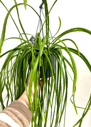 Lepismium  Bolivianum