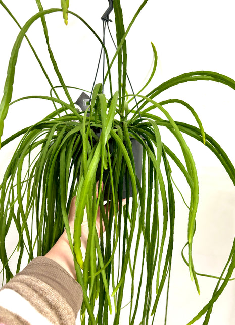 Lepismium  Bolivianum