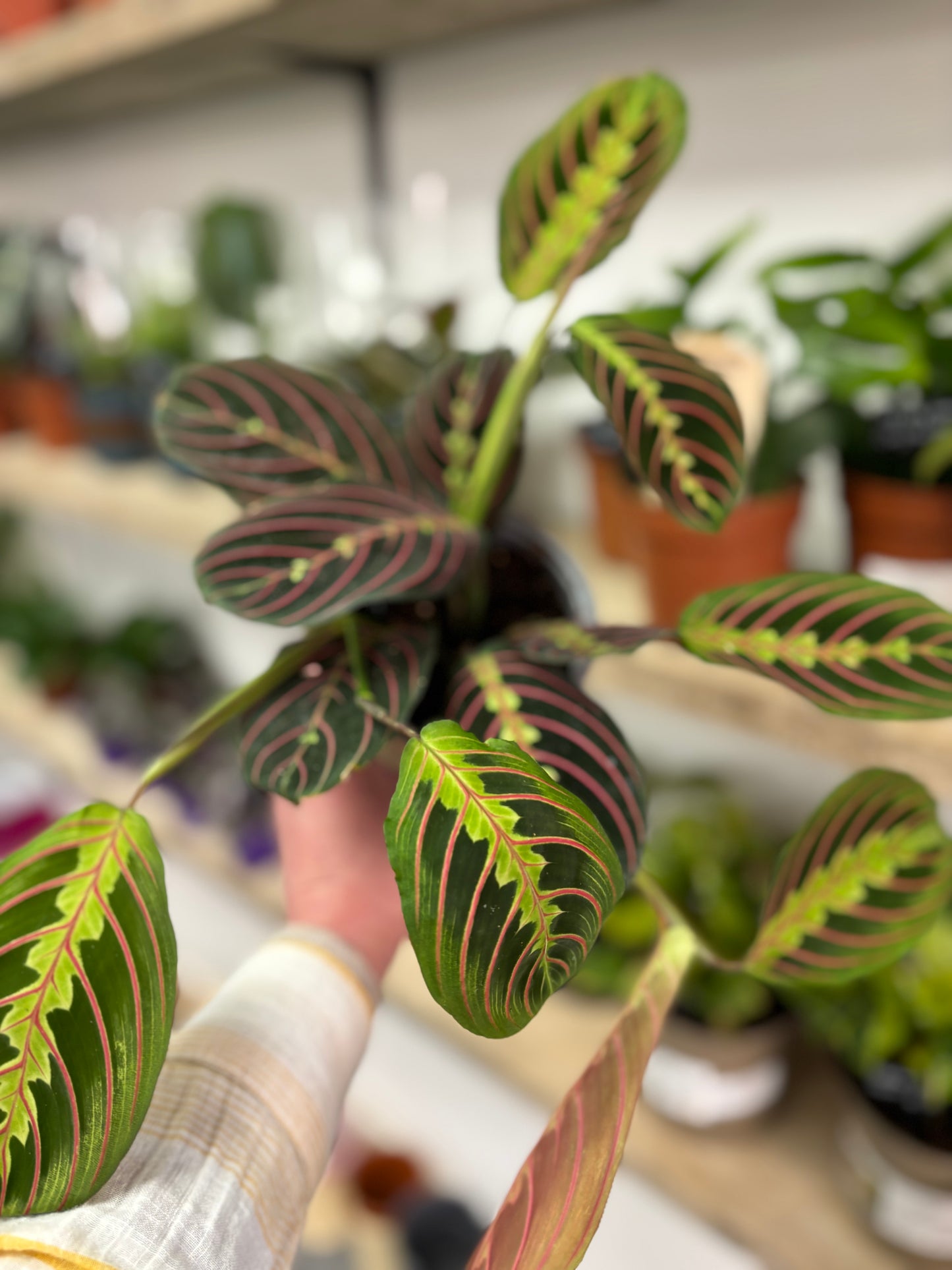 Maranta Fascinator
