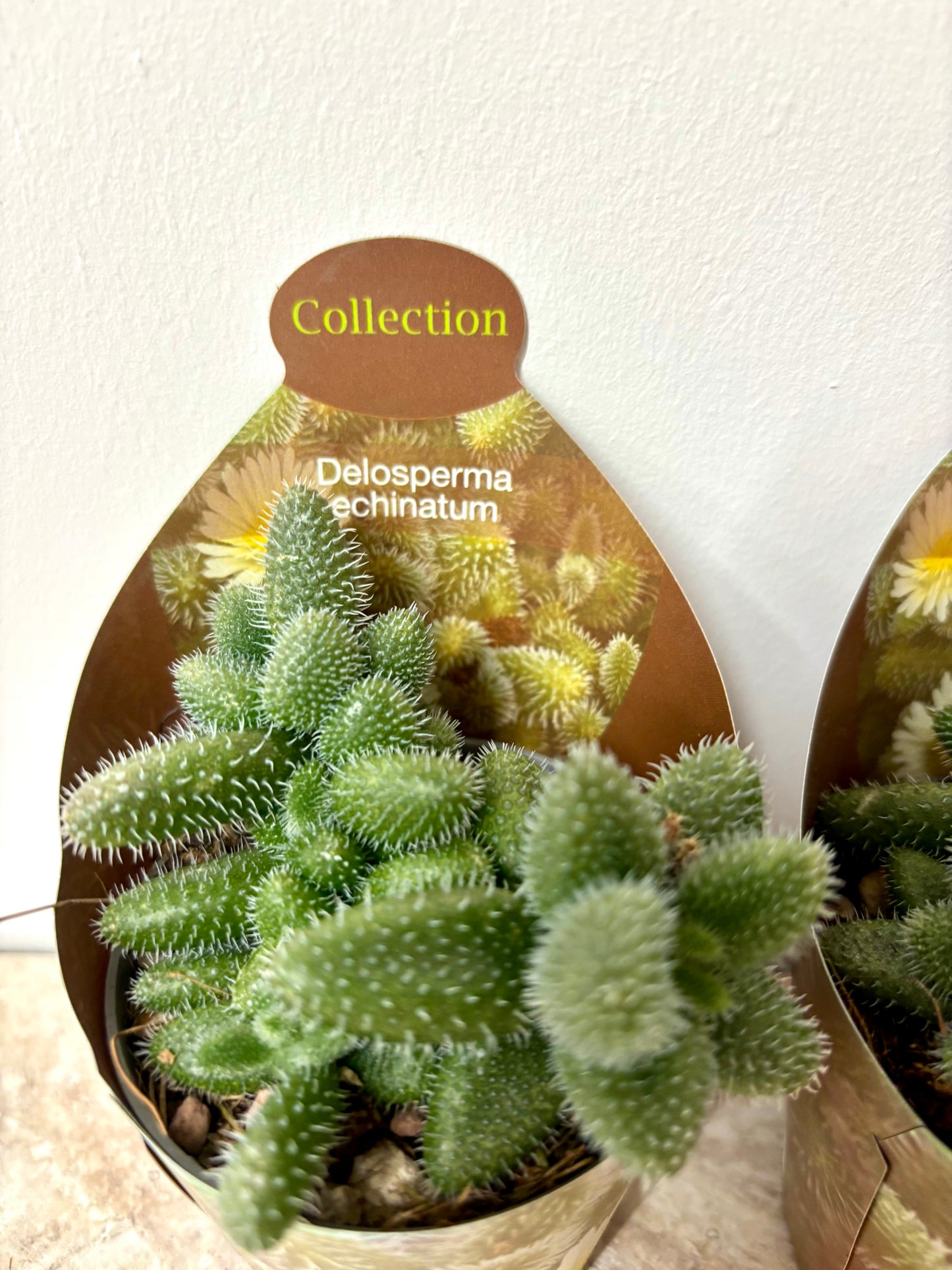 Delosperma Echinatum