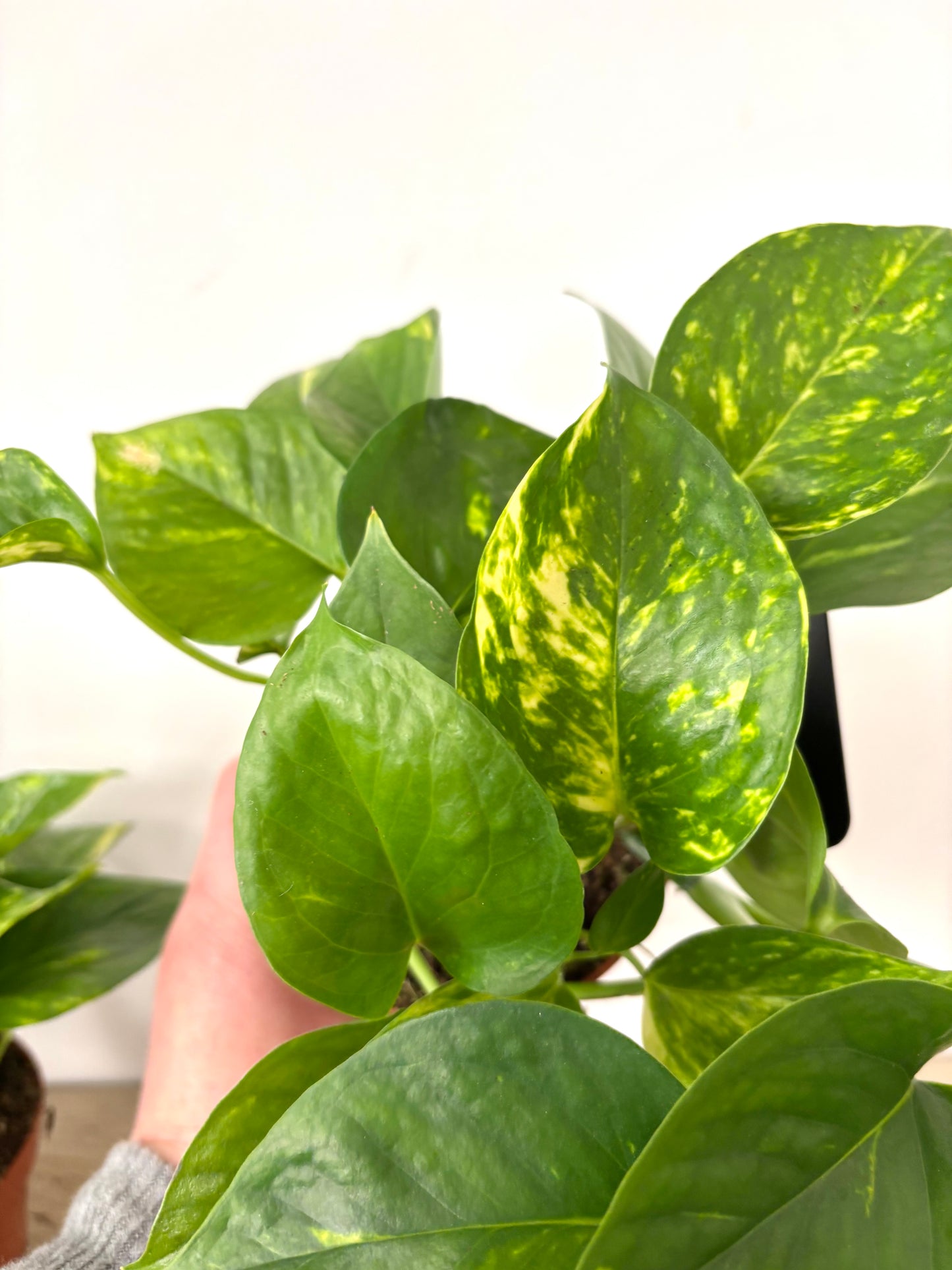 Epipremnum Aureum