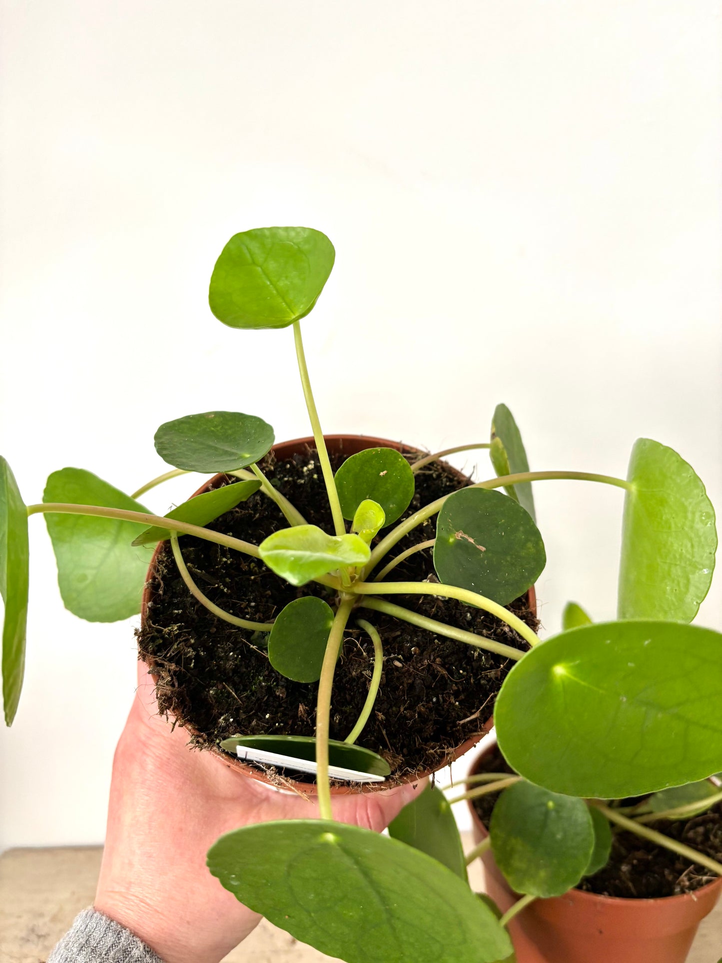 Pilea Peperomioides