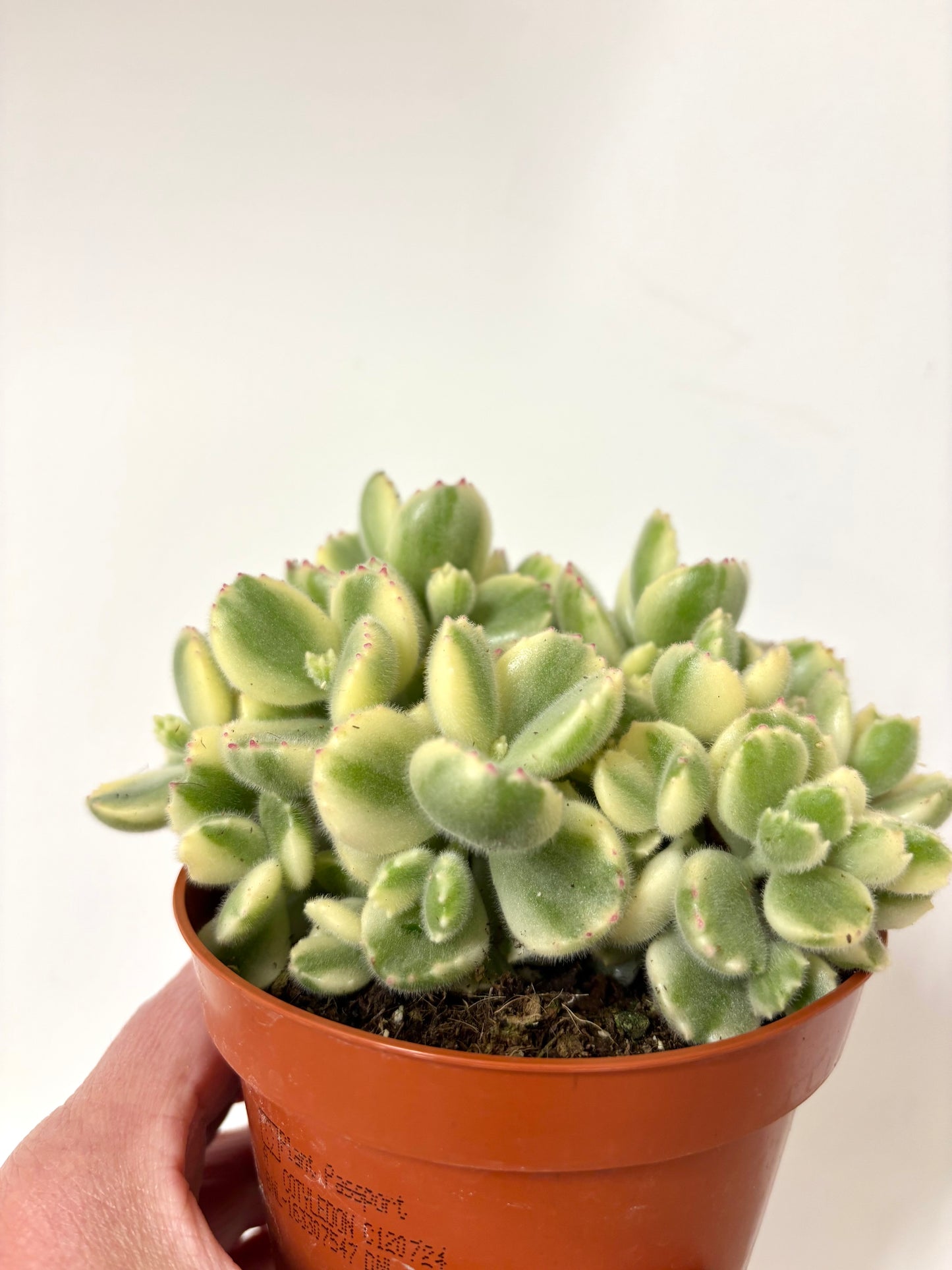 Cotyledon Ladismithiensis
