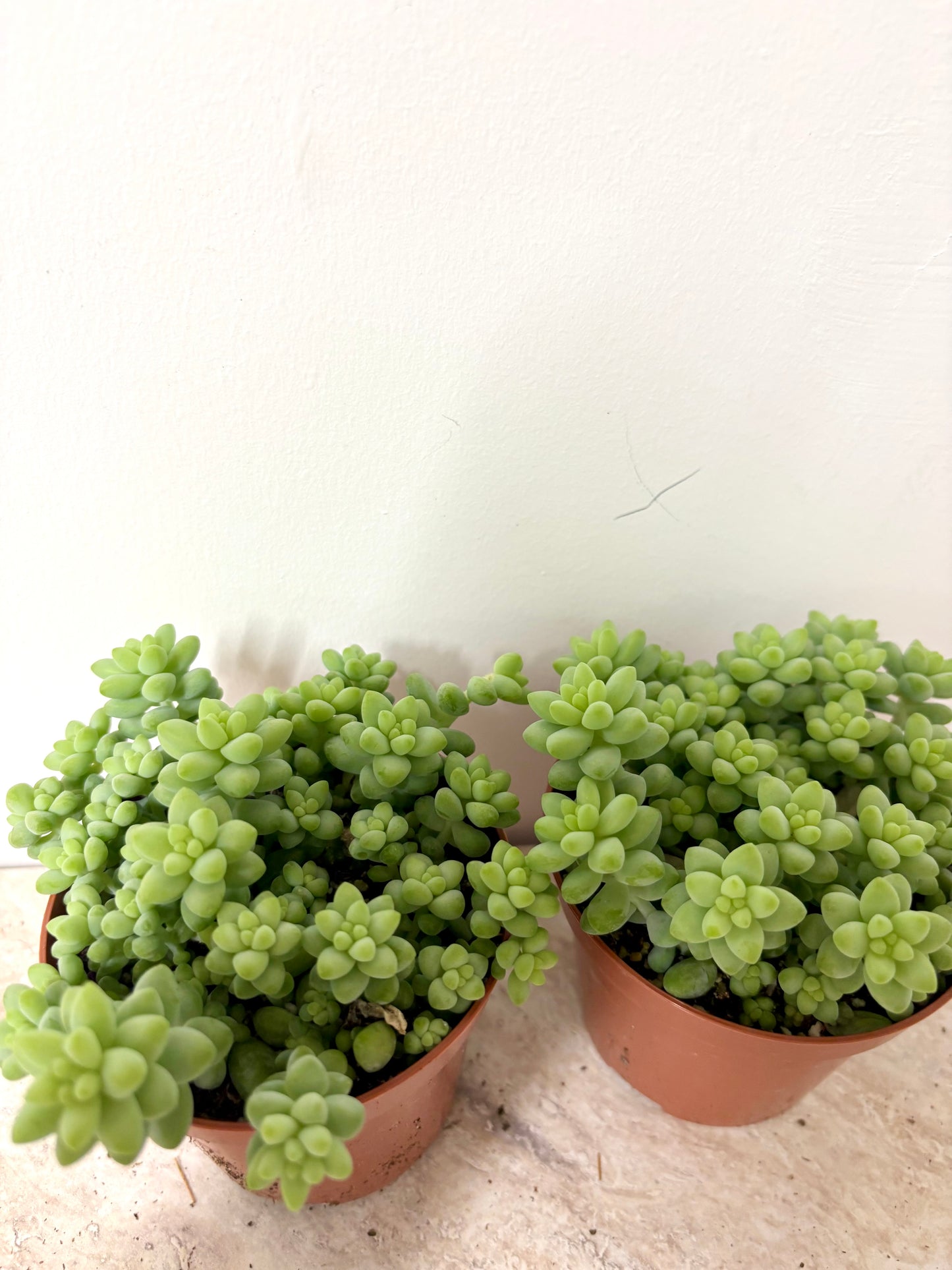 Sedum Burrito