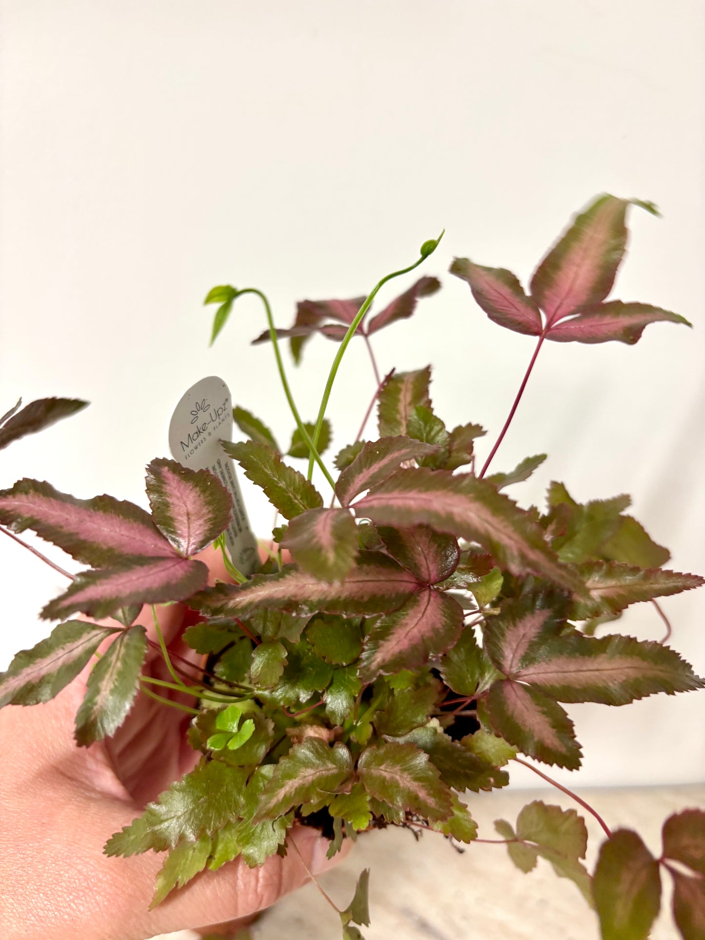 Pteris Cretica Albolineata Pink