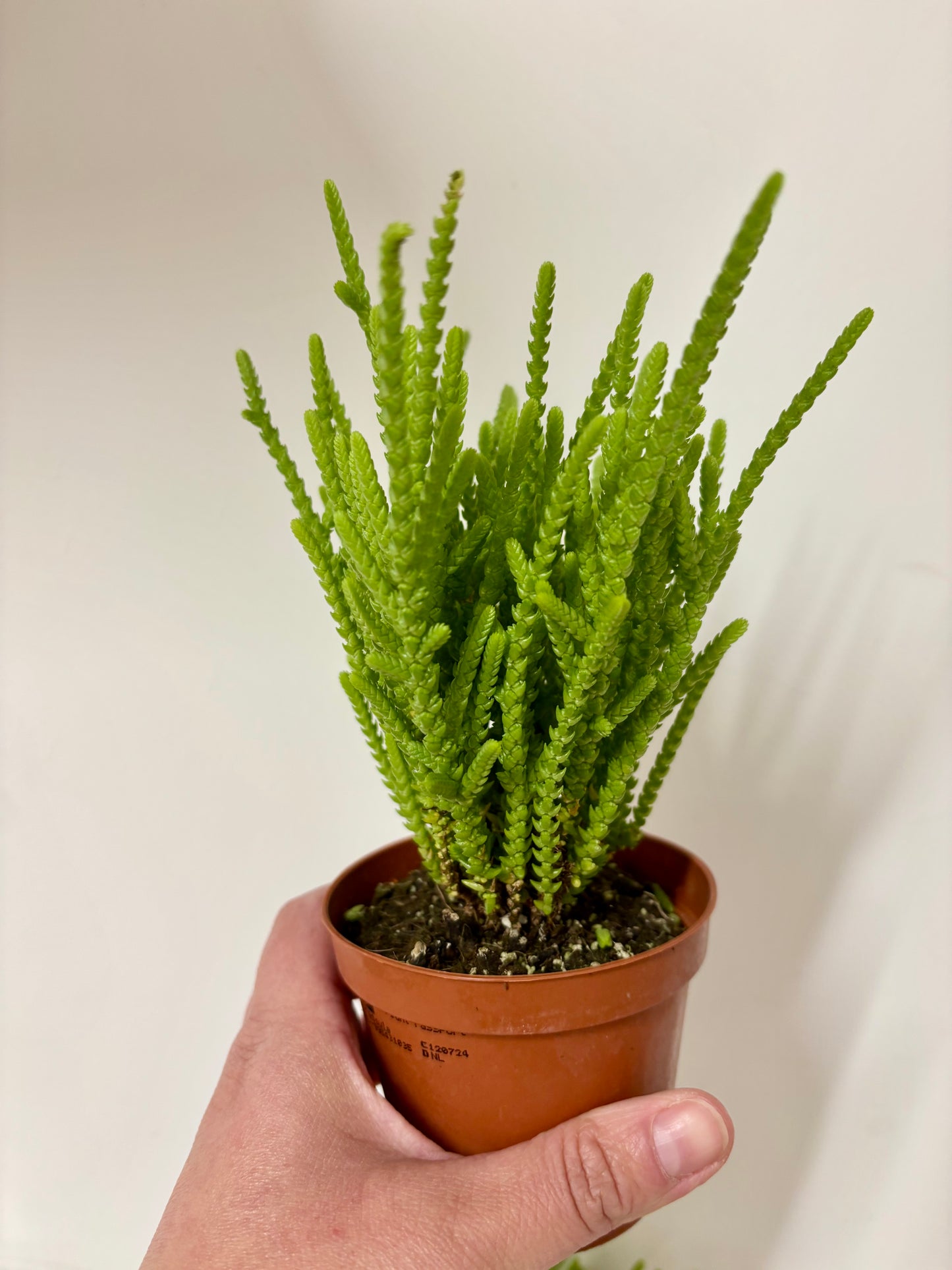 Crassula Lycopodioides