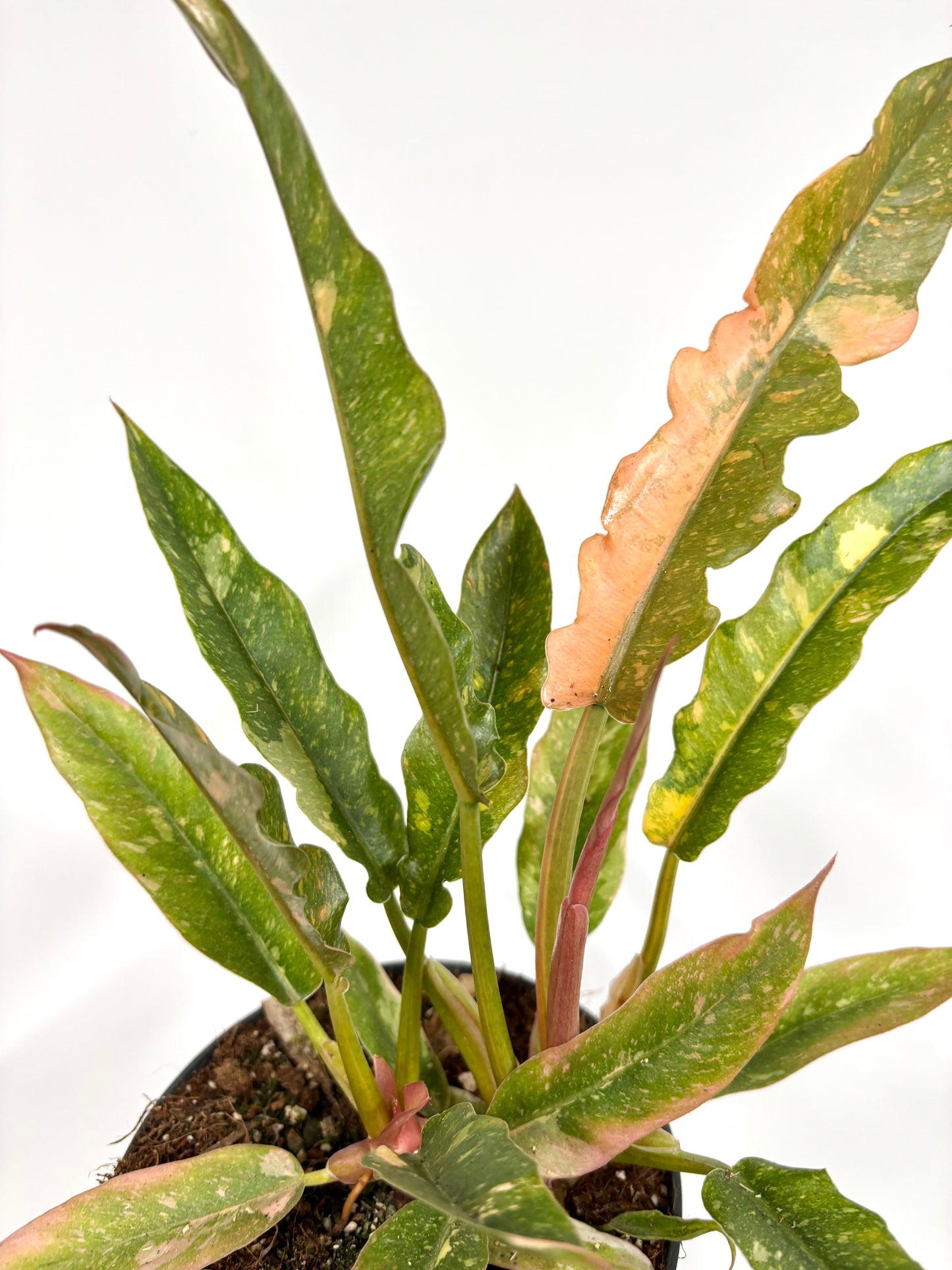 Philodendron Ring of Fire
