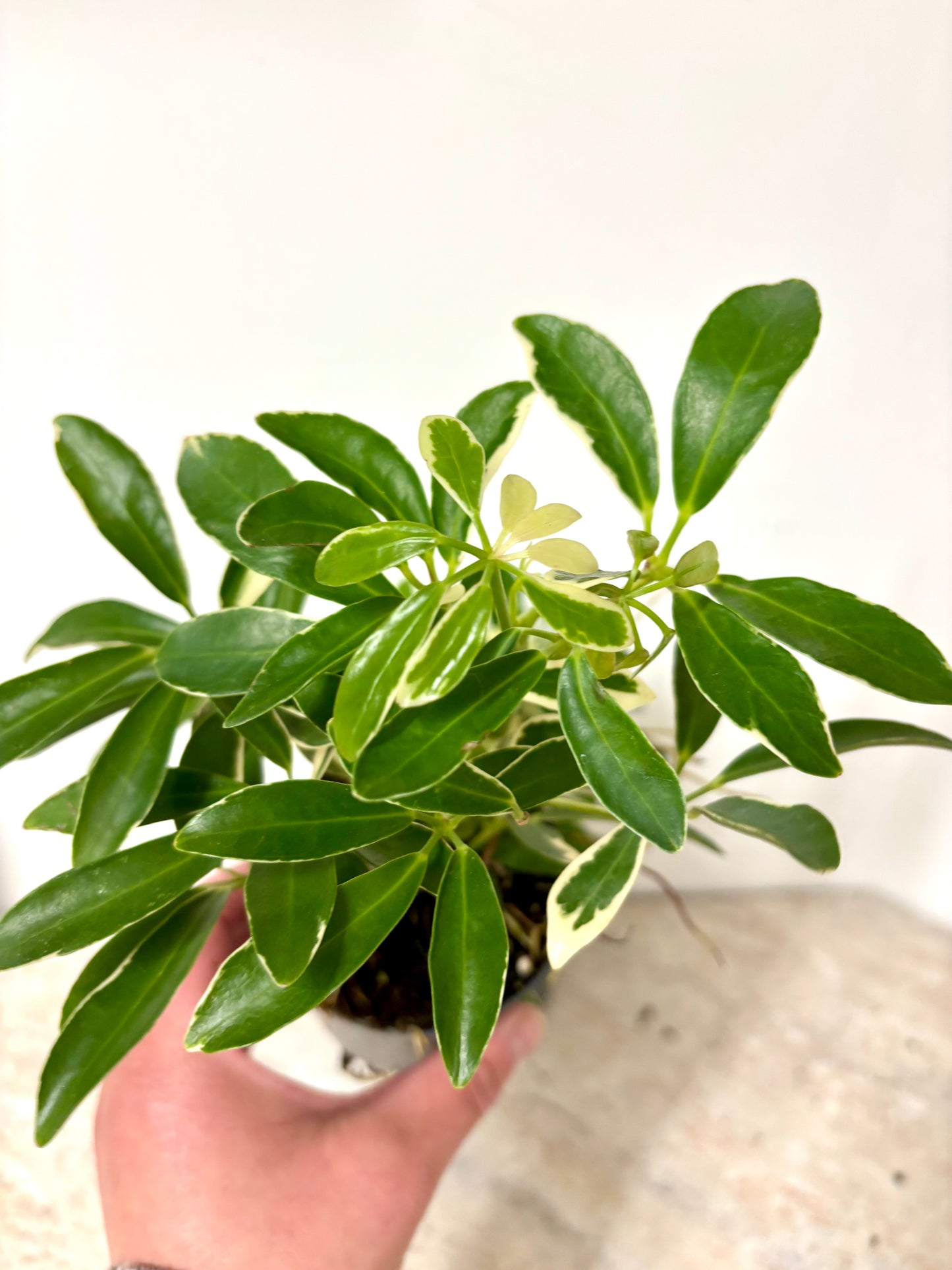 Schefflera Arboricola Luseana