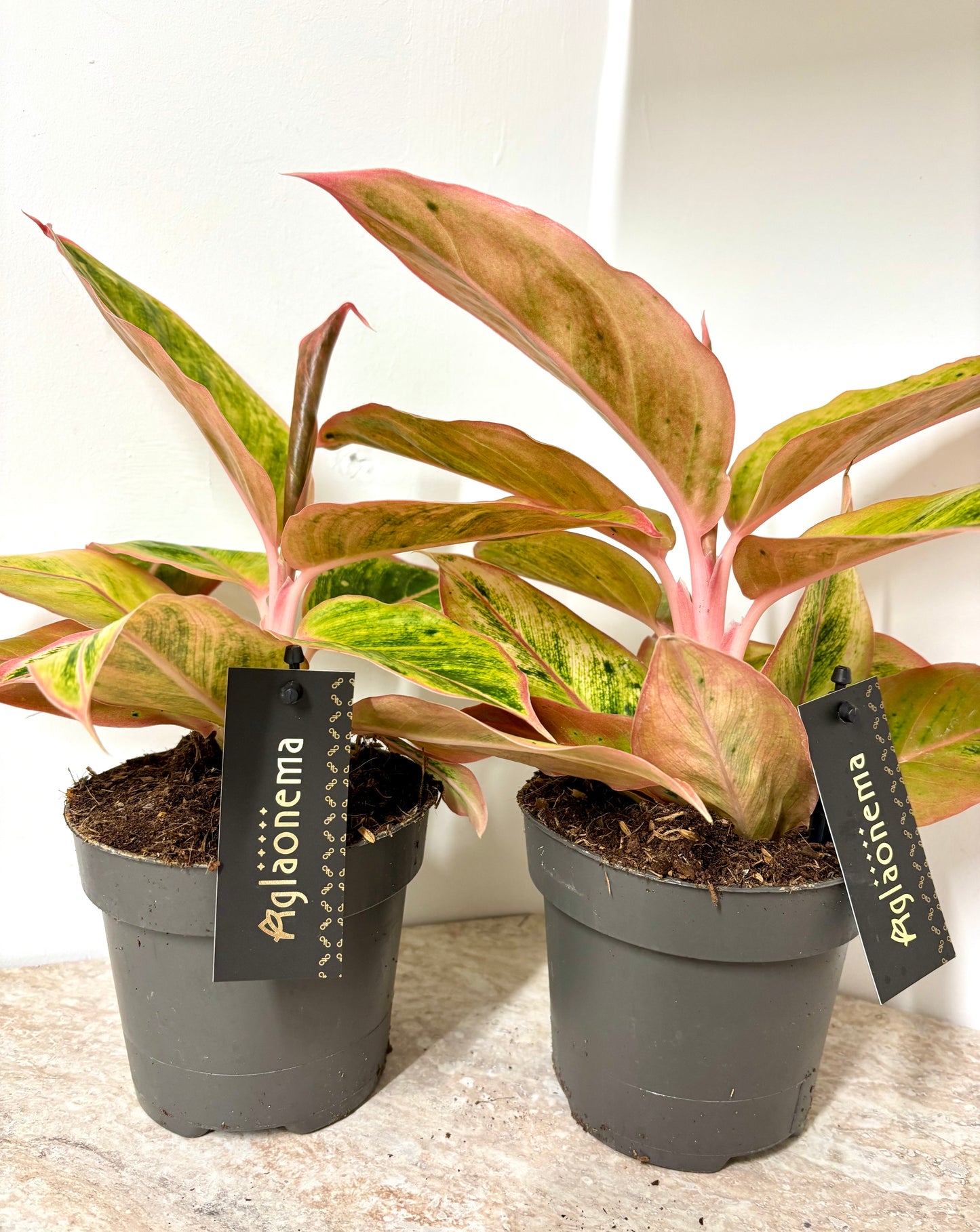 Aglaonema Salmon Fantasy