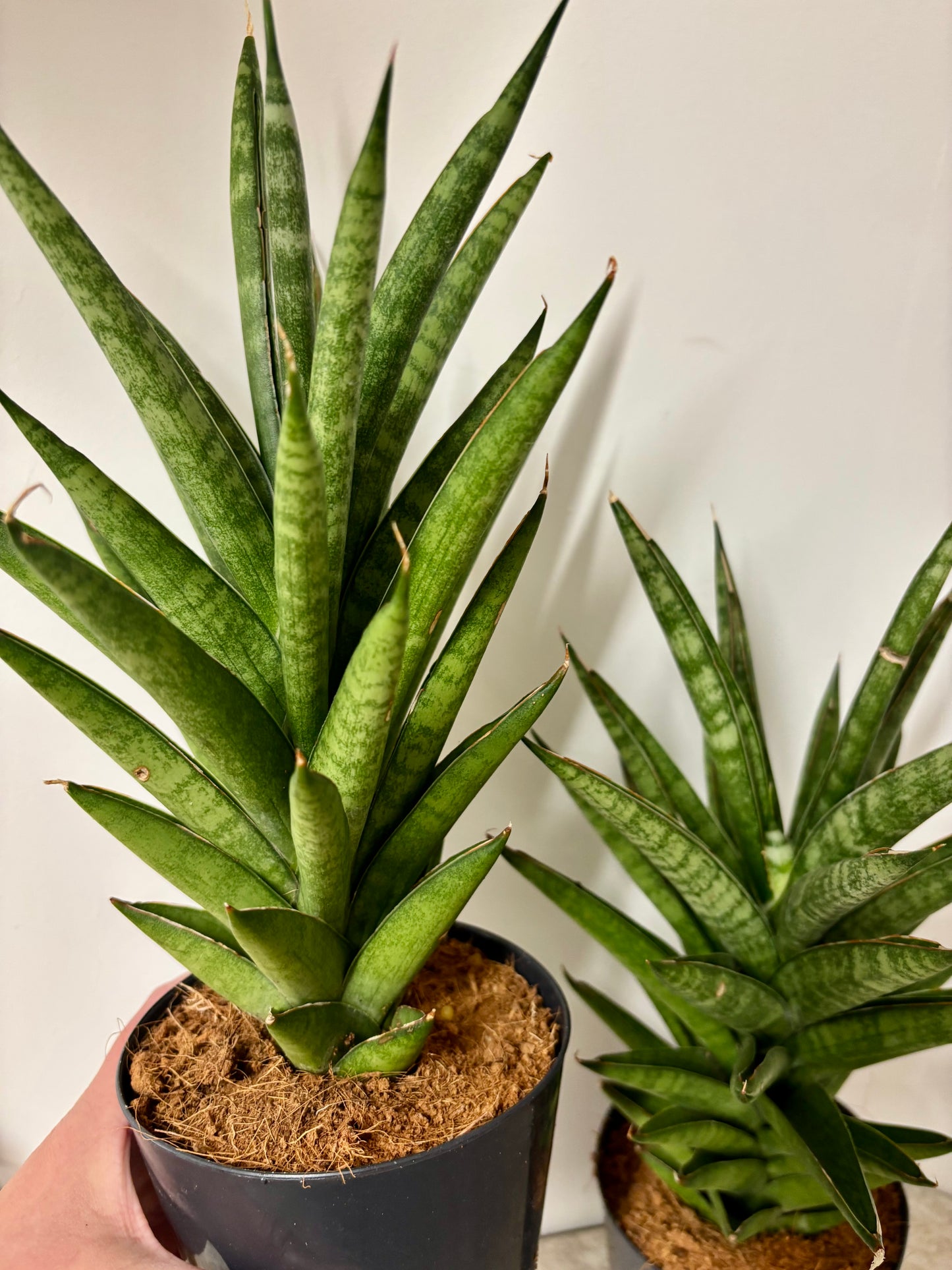 Sansevieria Cylindrical