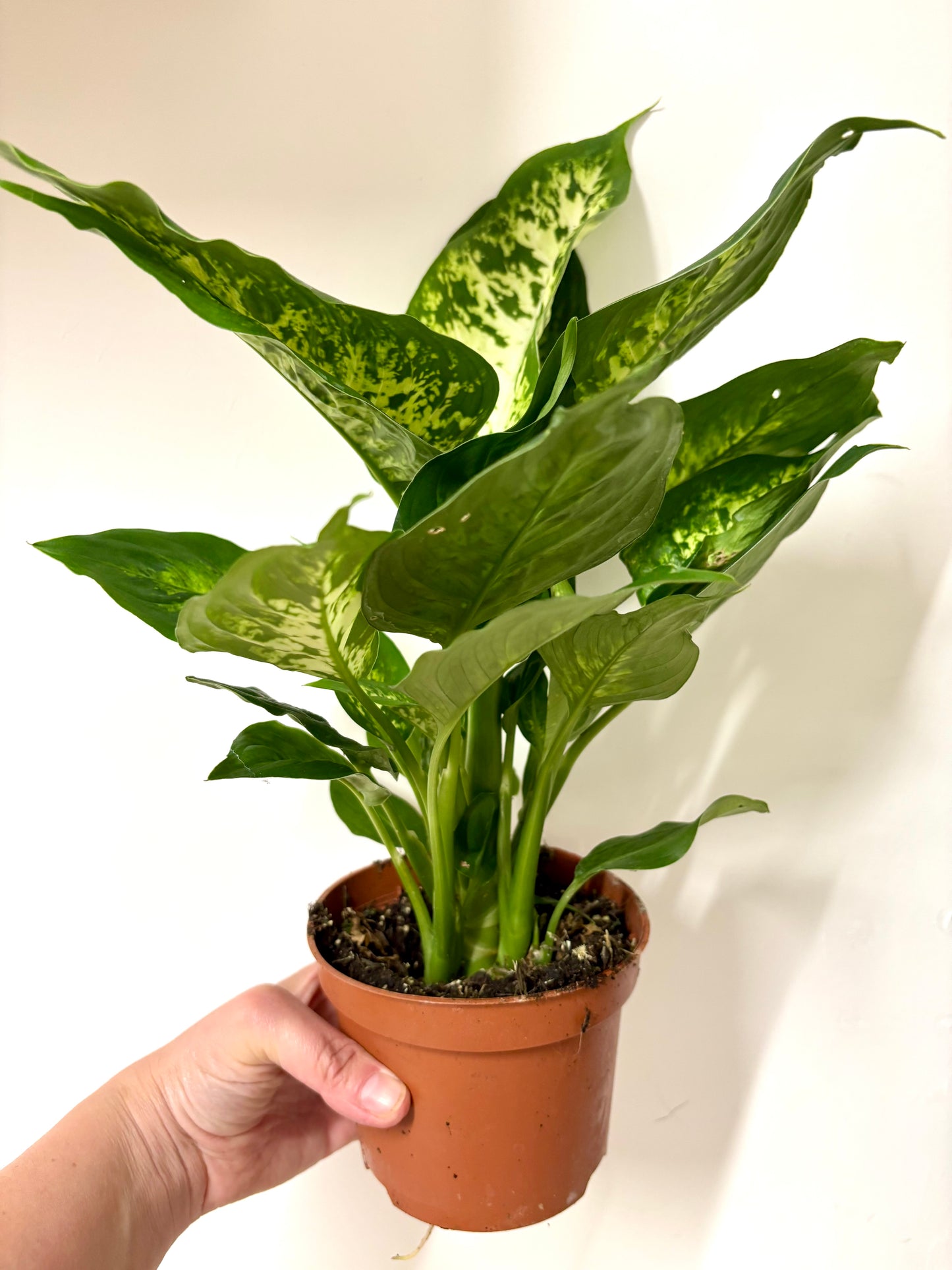 Dieffenbachia Compacta