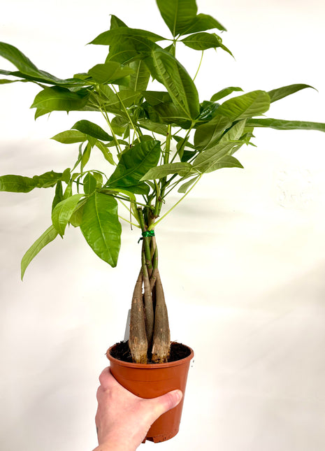 Pachira Aquatica