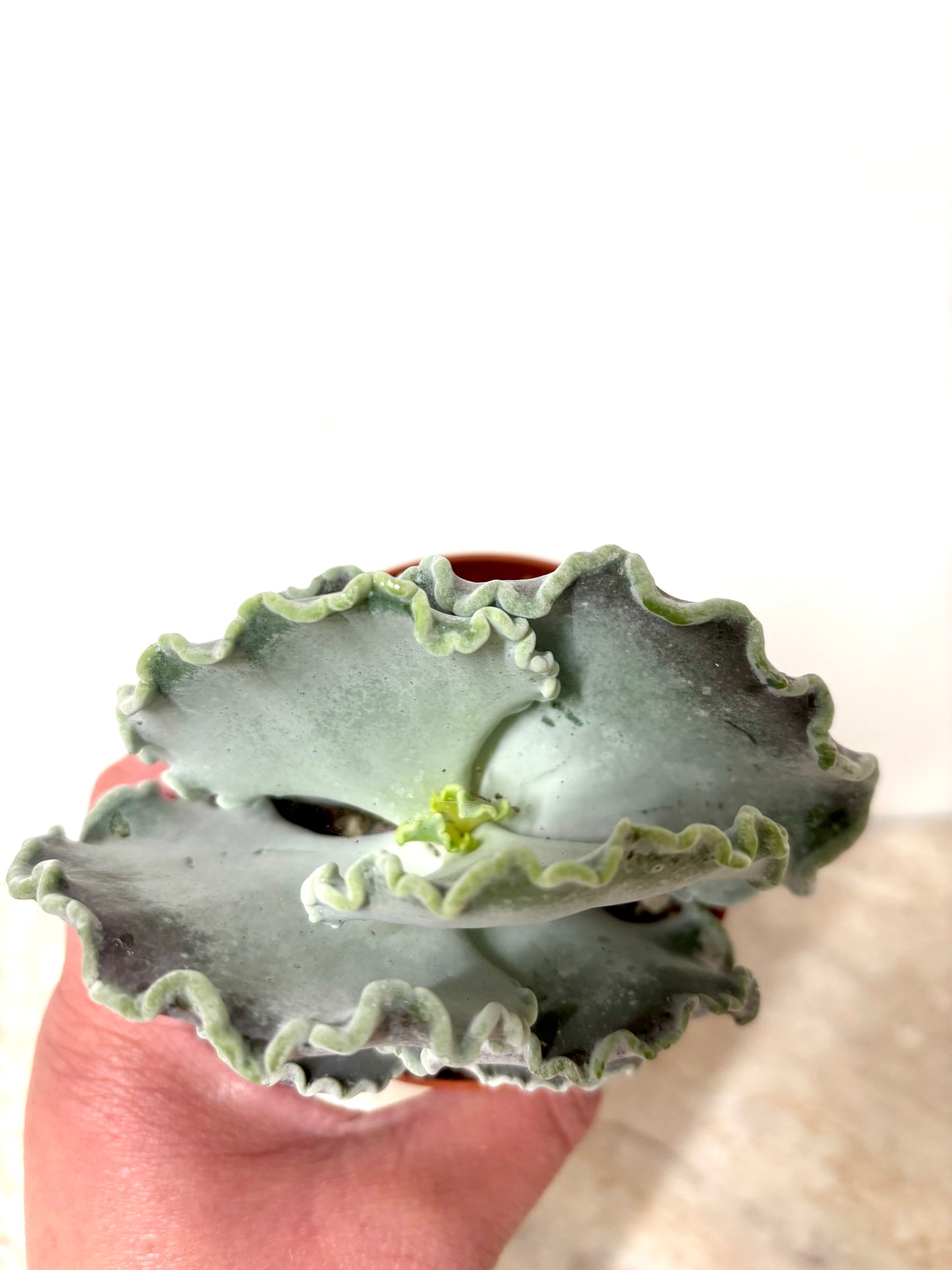 Cotyledon Undulata