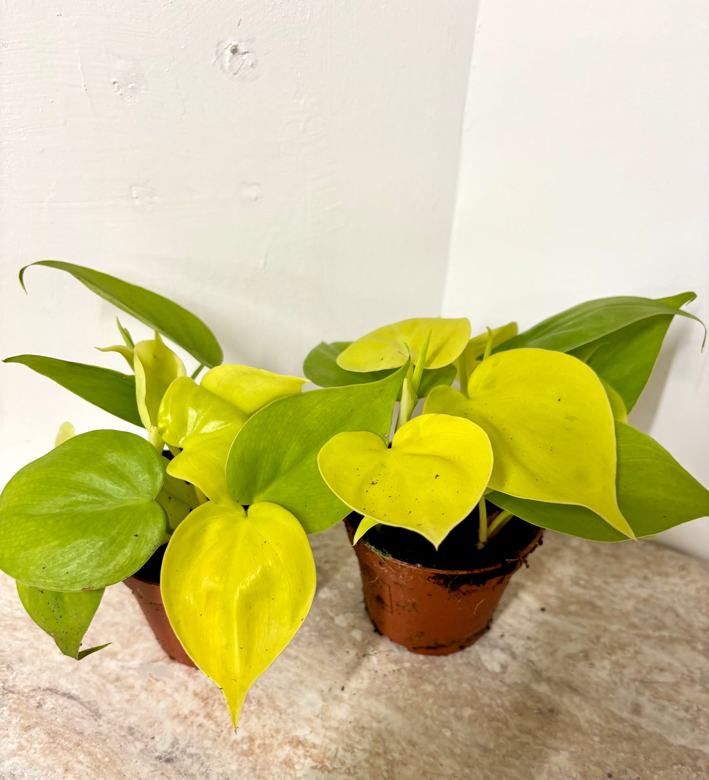 Epipremnum Neon Pothos