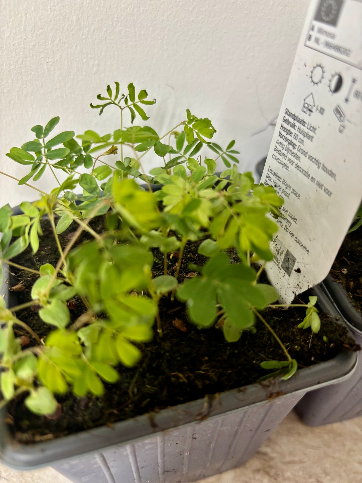 Mimosa Pudica