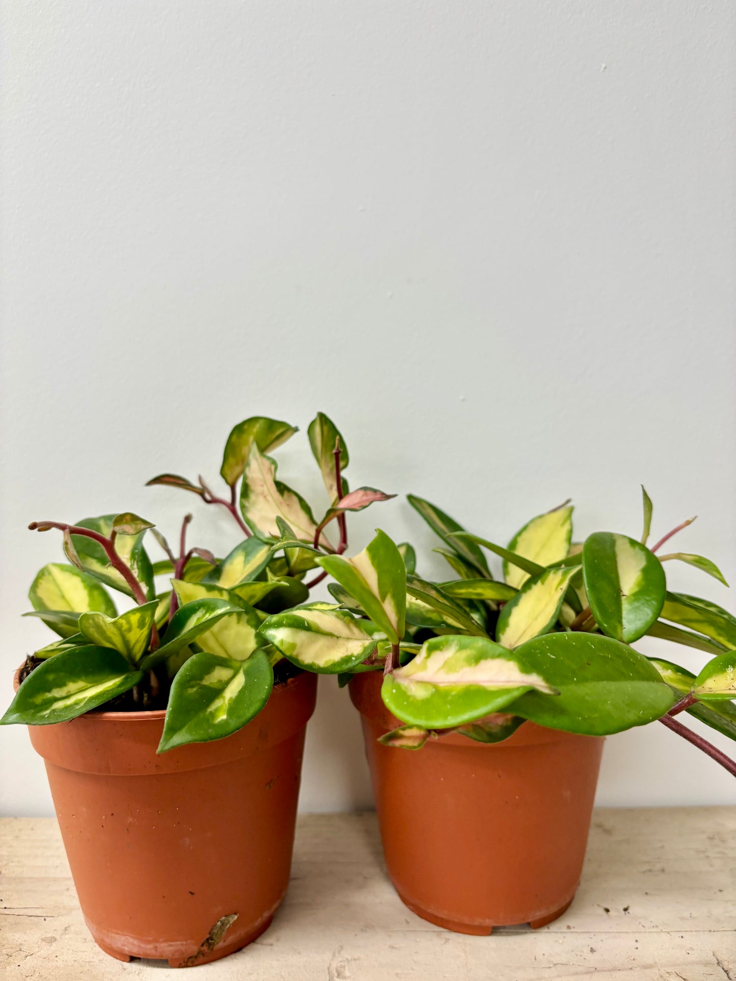 Hoya Tricolor