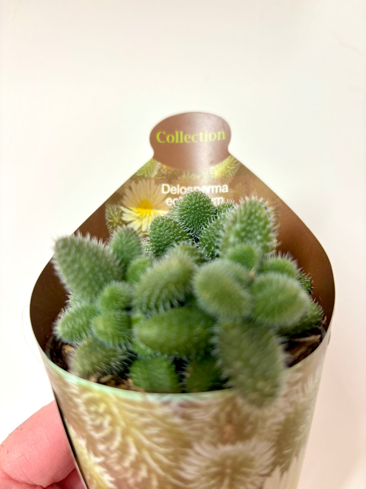 Delosperma Echinatum