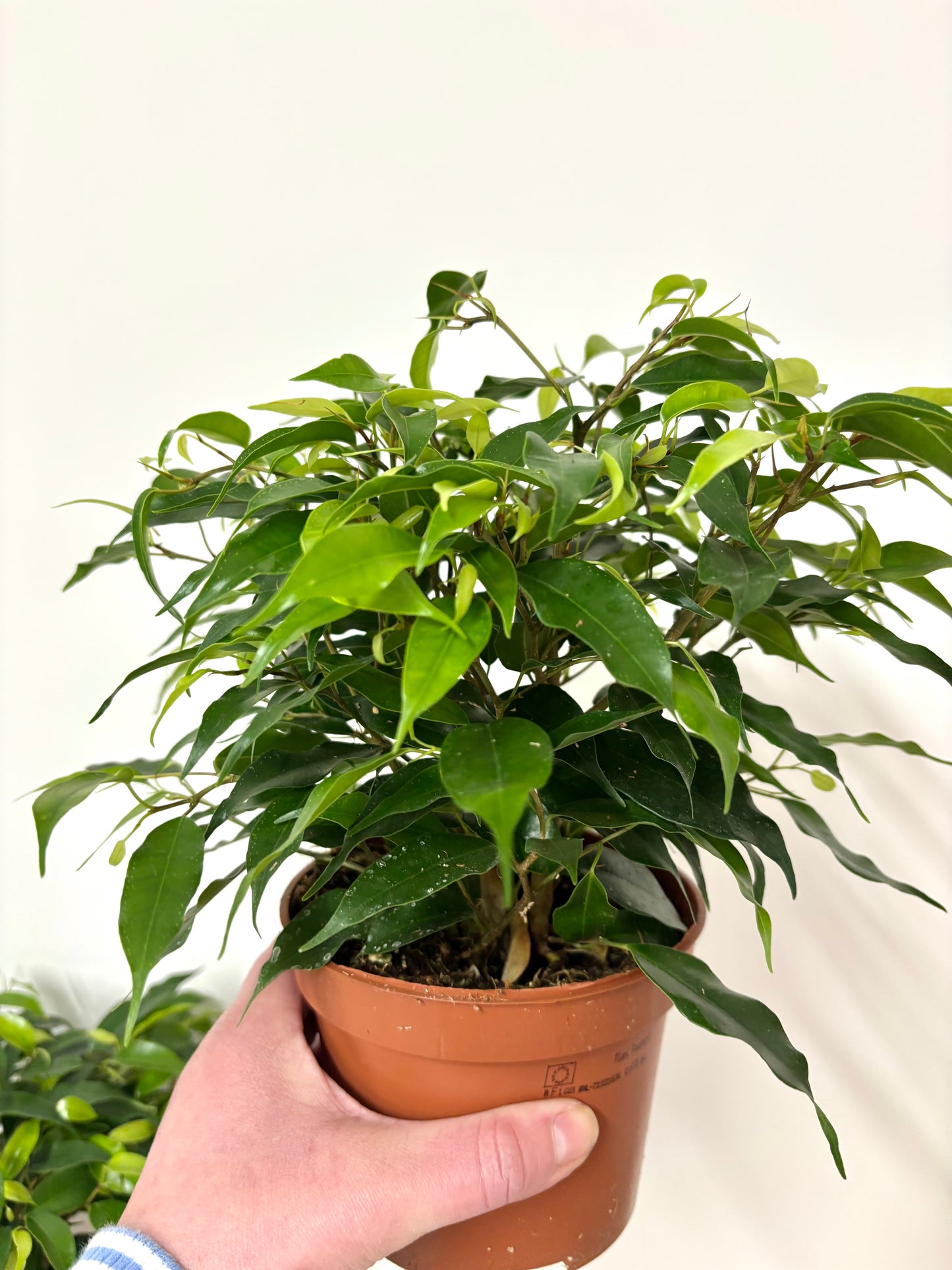 Ficus Green Kinky
