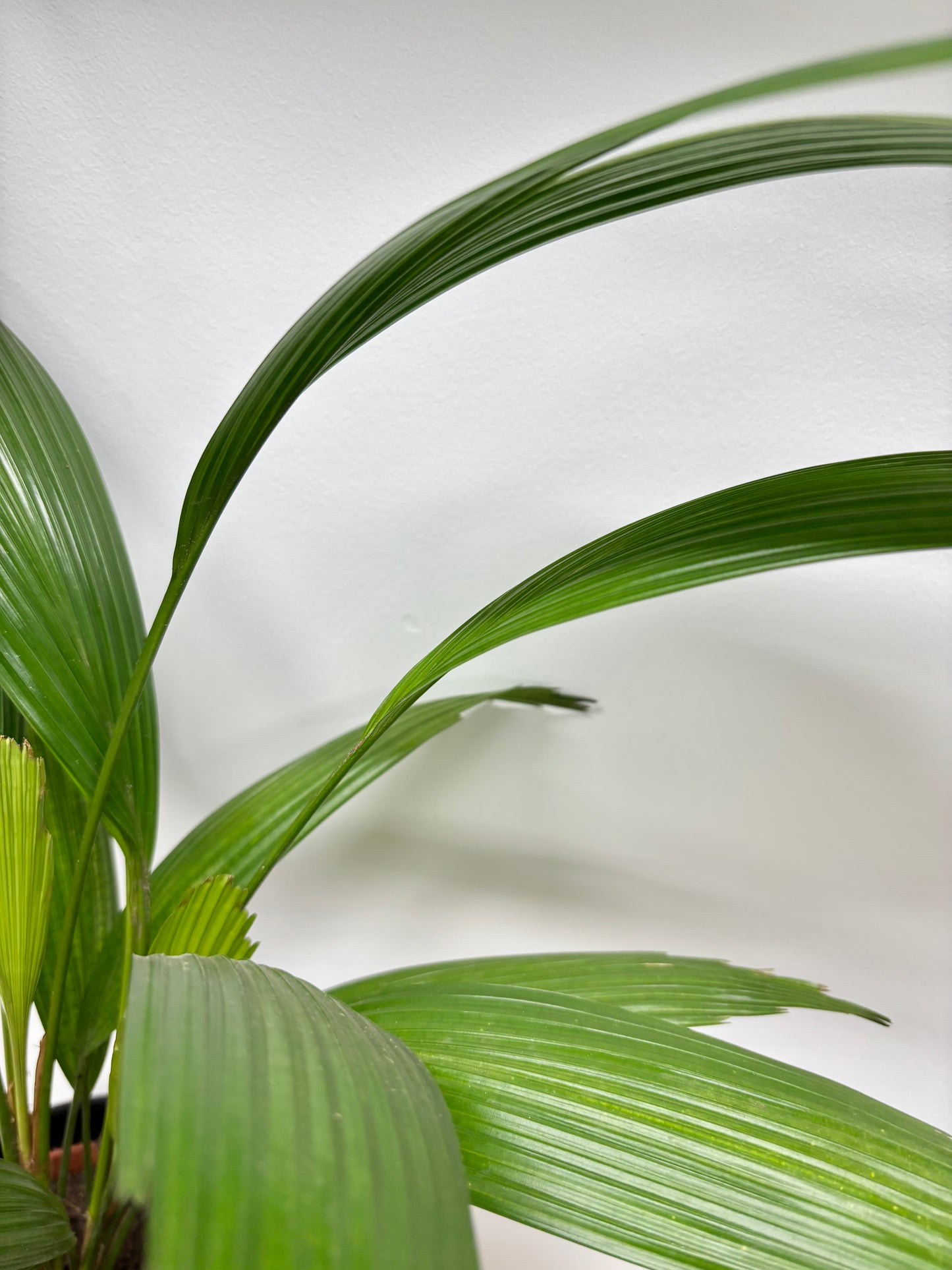 Licuala Grandis / Ruffle Fan Palm with Pot