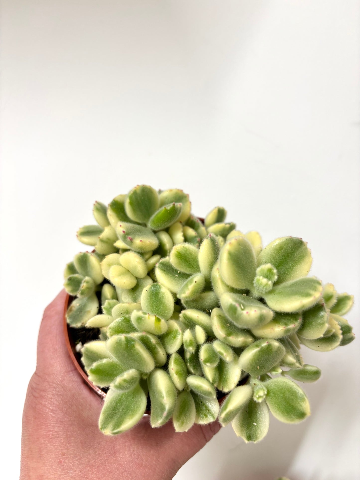Cotyledon Ladismithiensis