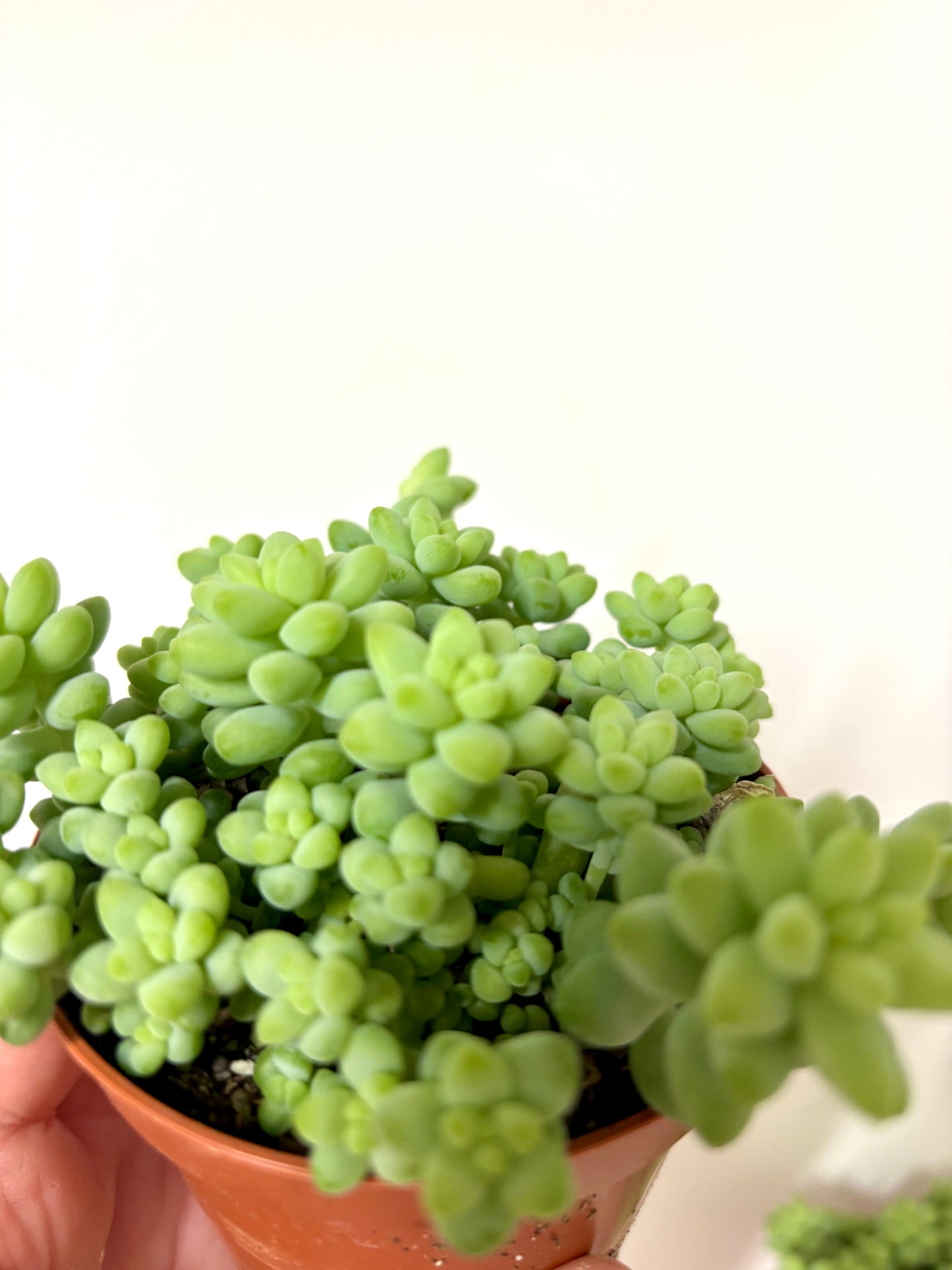Sedum Burrito