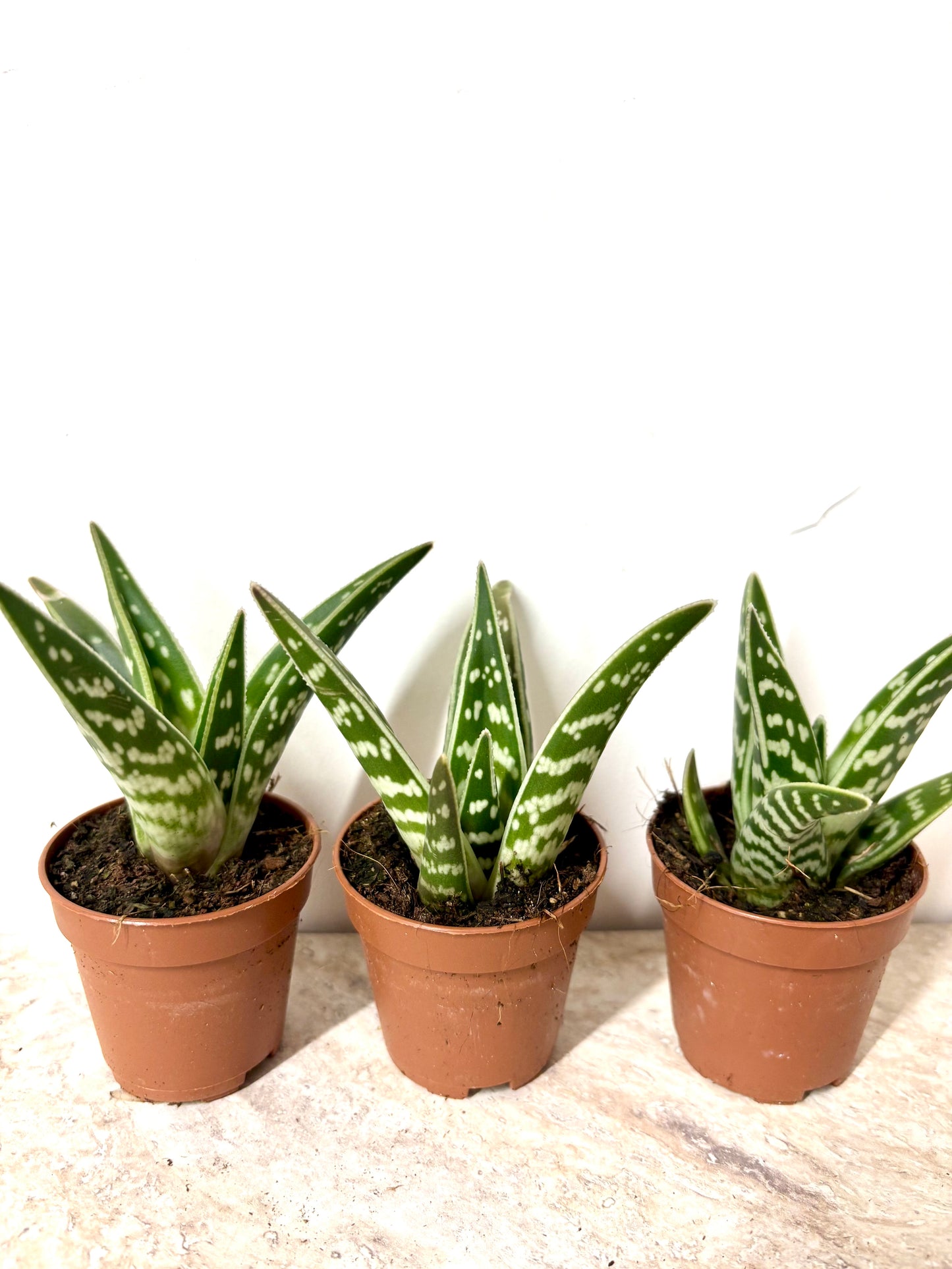 Aloe Variegata