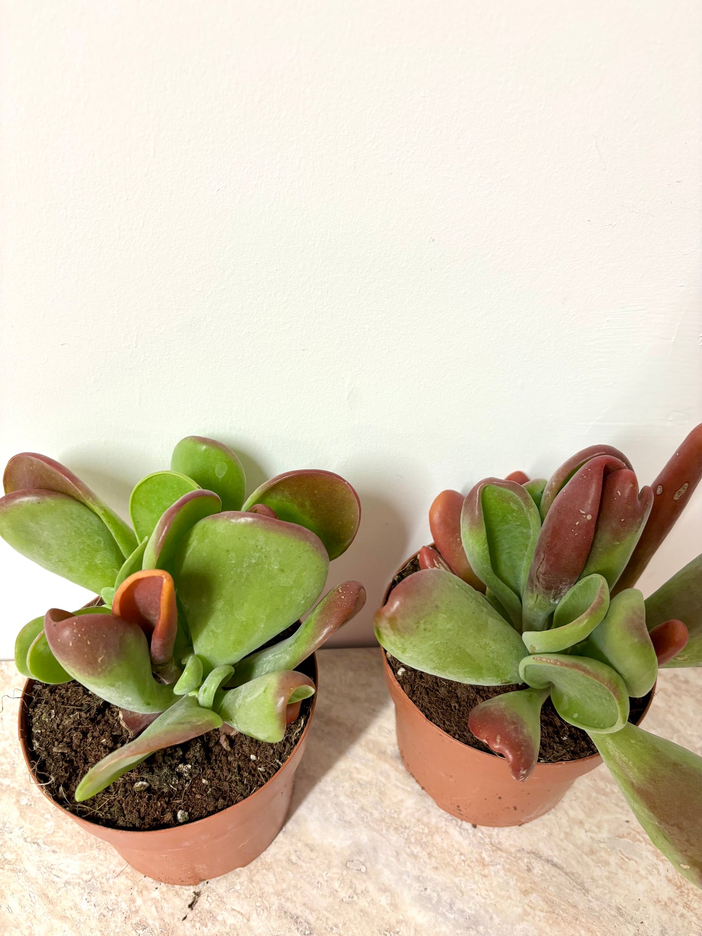 Kalanchoe Oricula