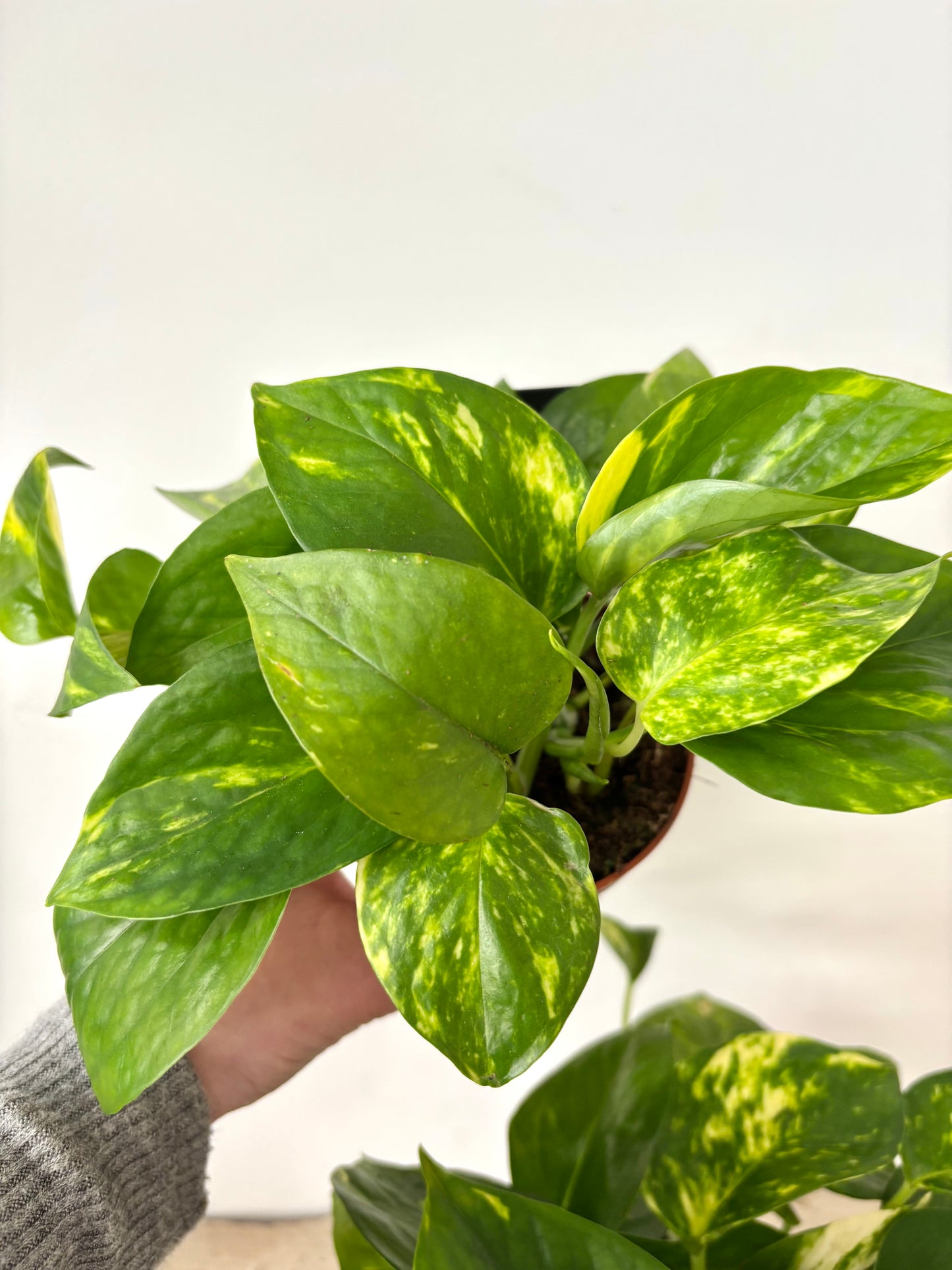 Epipremnum Aureum