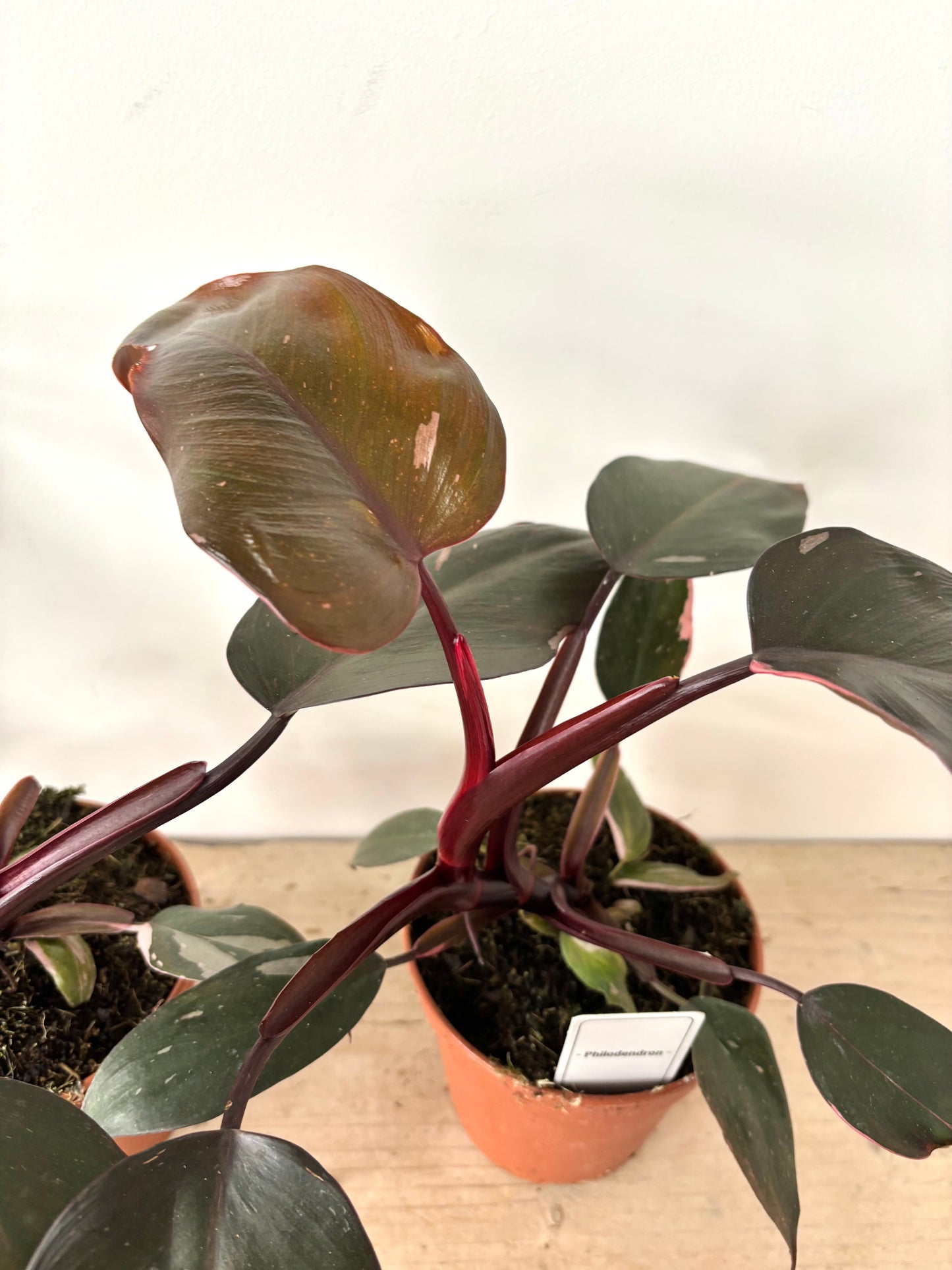 Philodendron Burgundy Princess