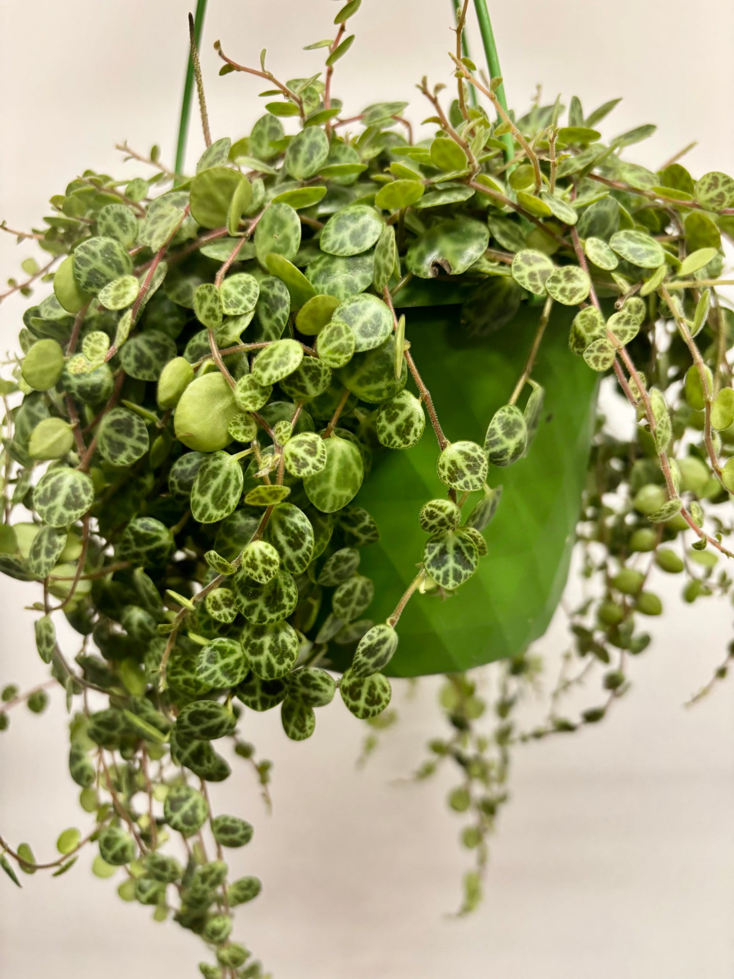 Peperomia Prostrata/ string of turtles
