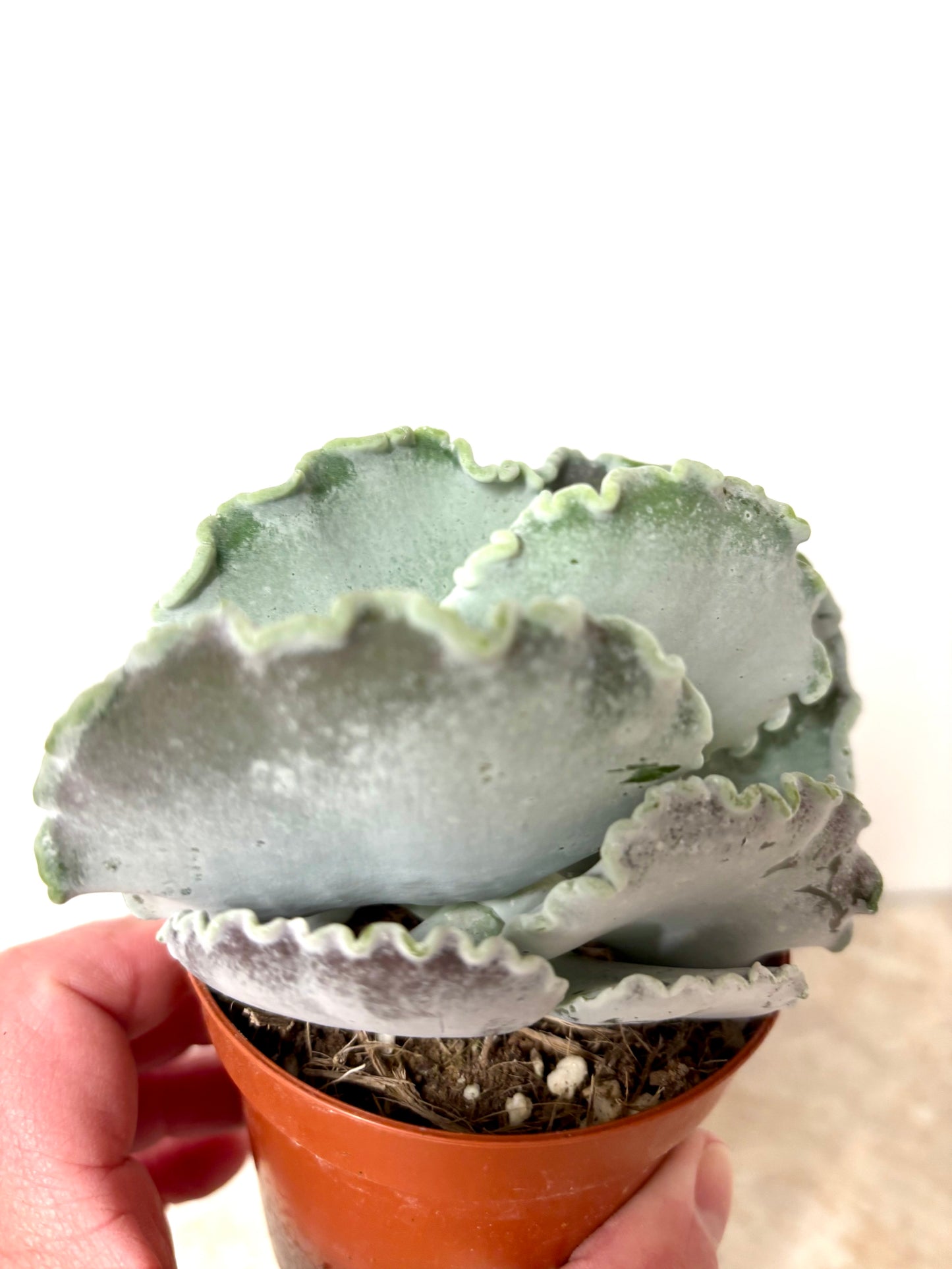 Cotyledon Undulata