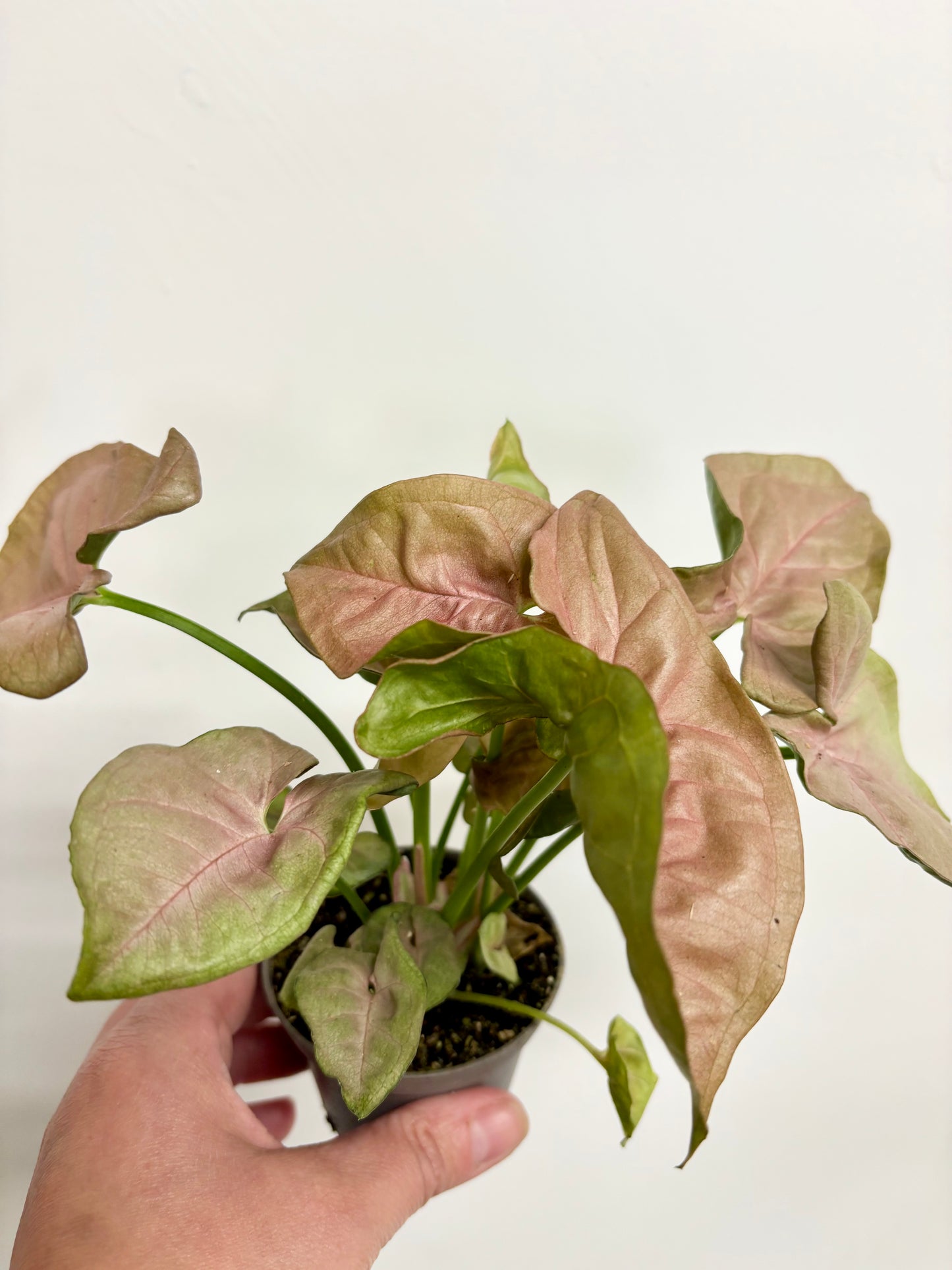 Syngonium Red Heart