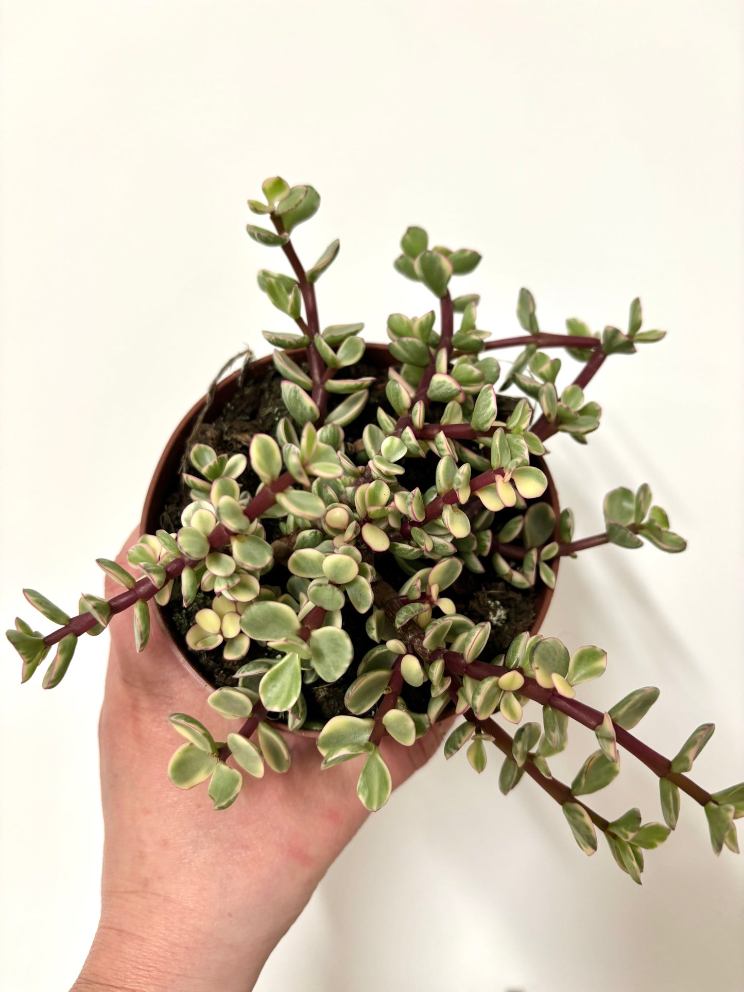 Crassula afra variegata