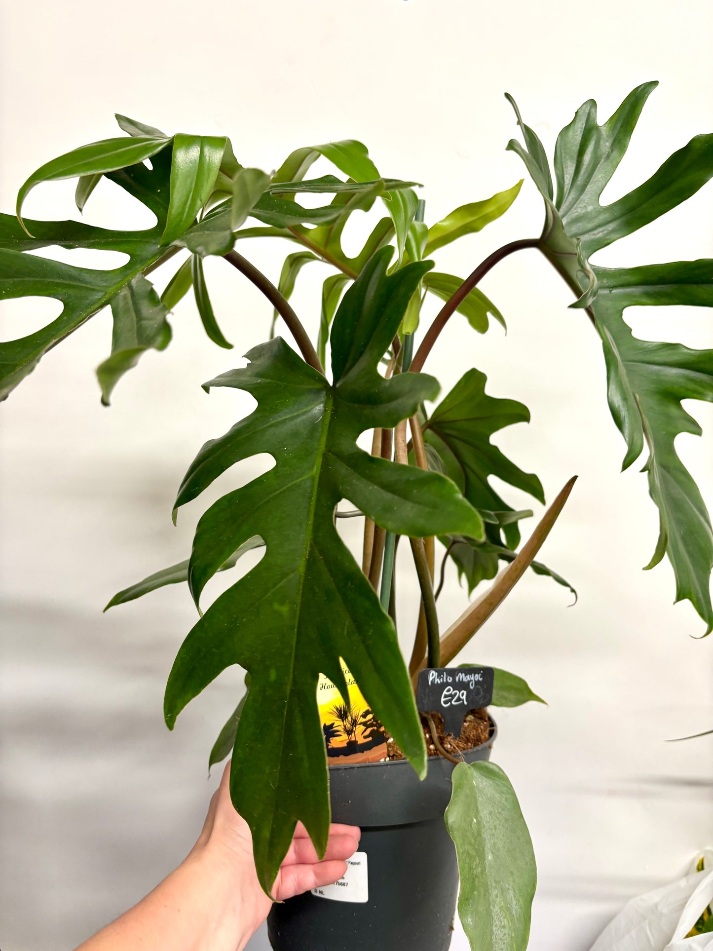 Philodendron Mayoi