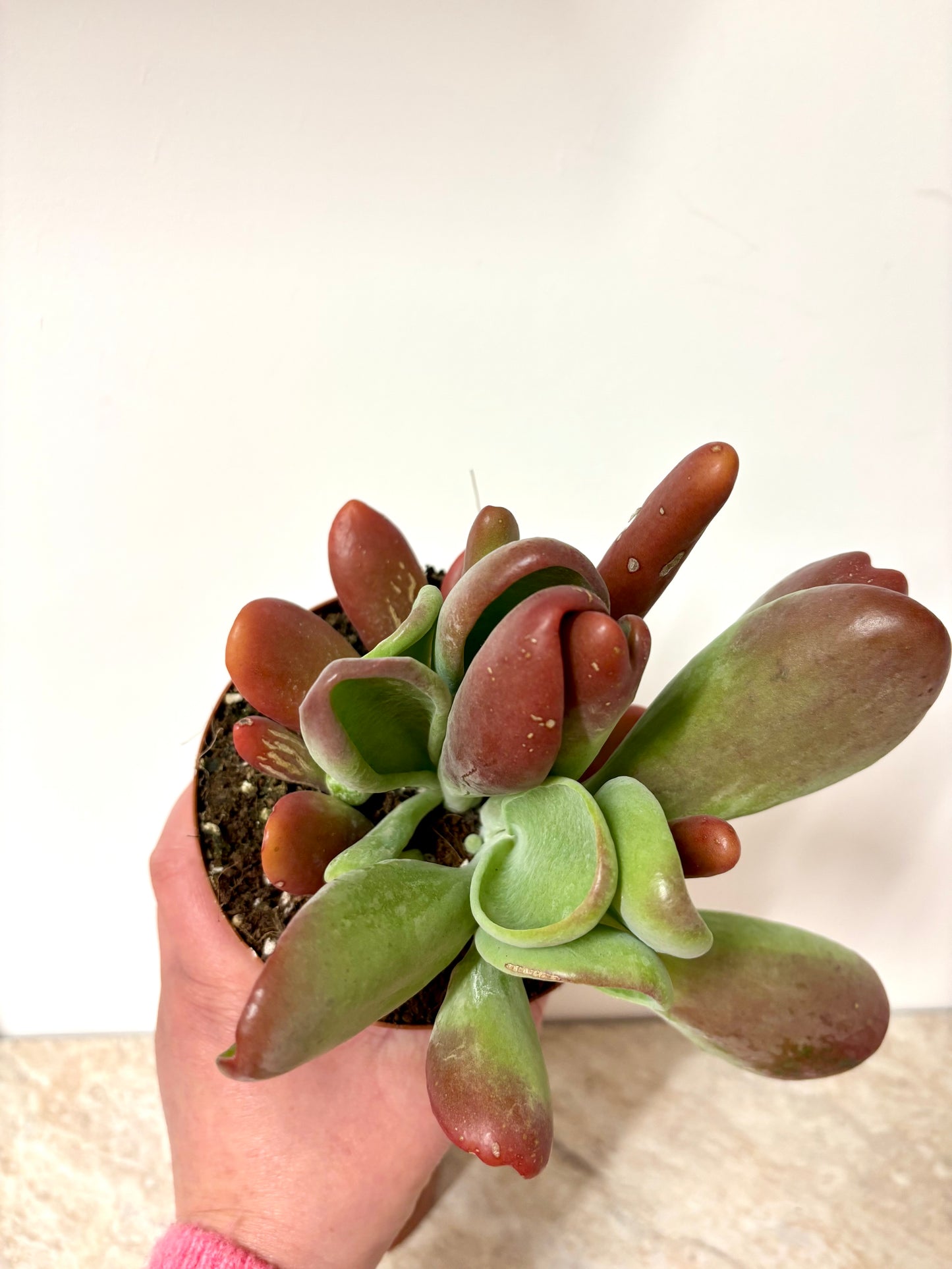 Kalanchoe Oricula