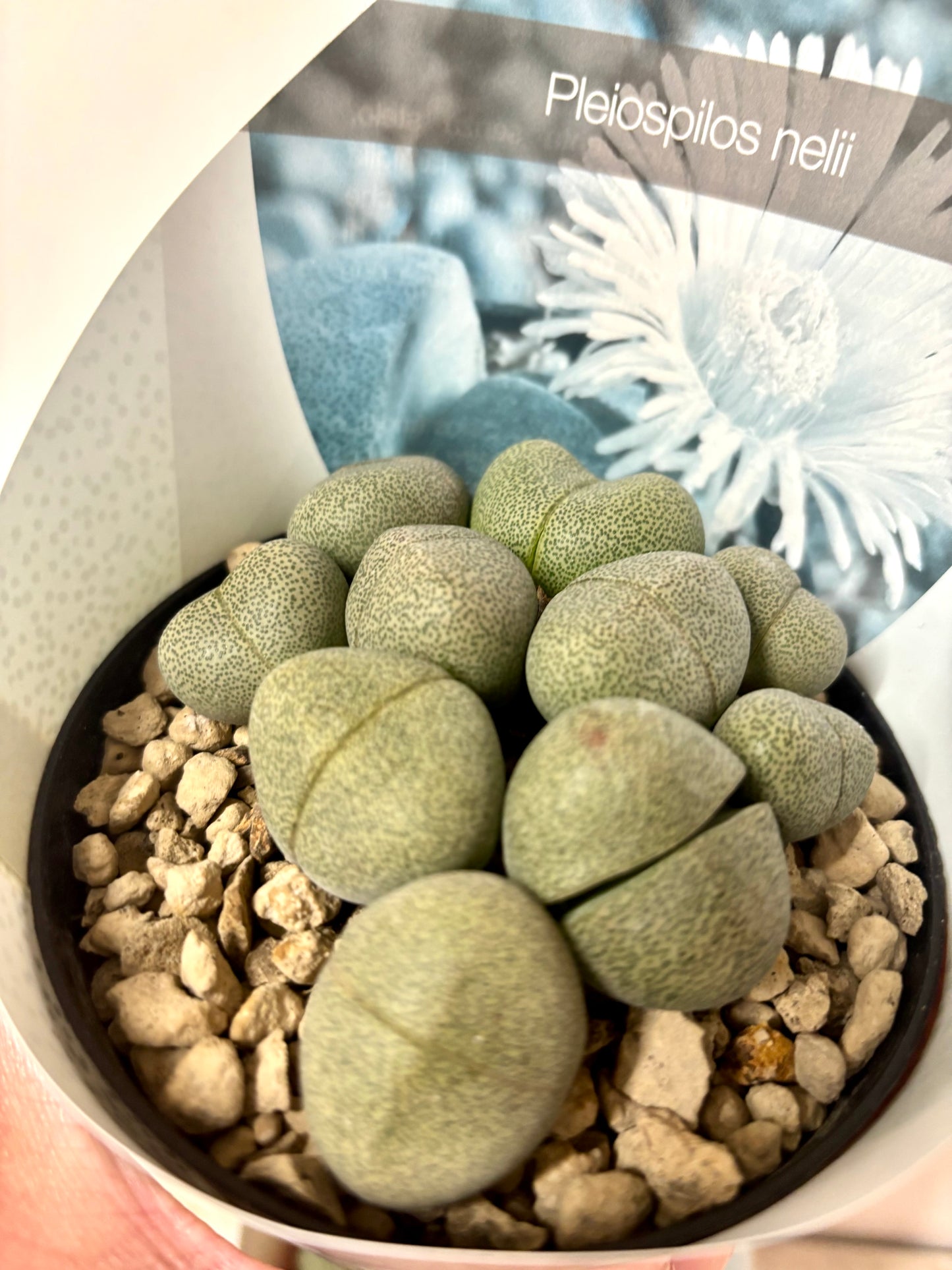 Pleiospilos Nelii