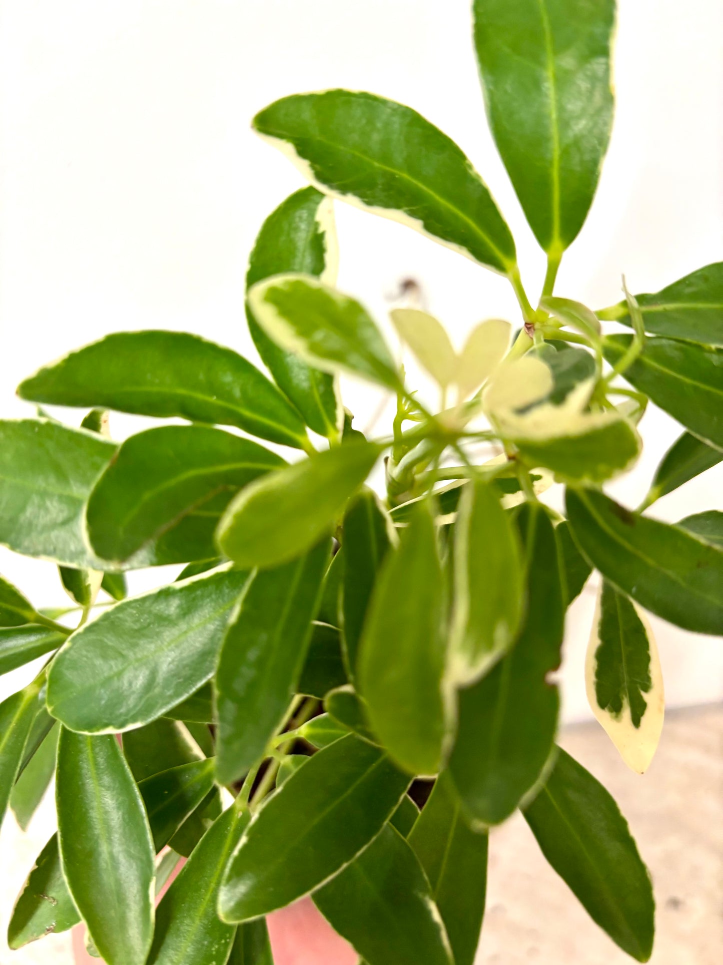 Schefflera Arboricola Luseana