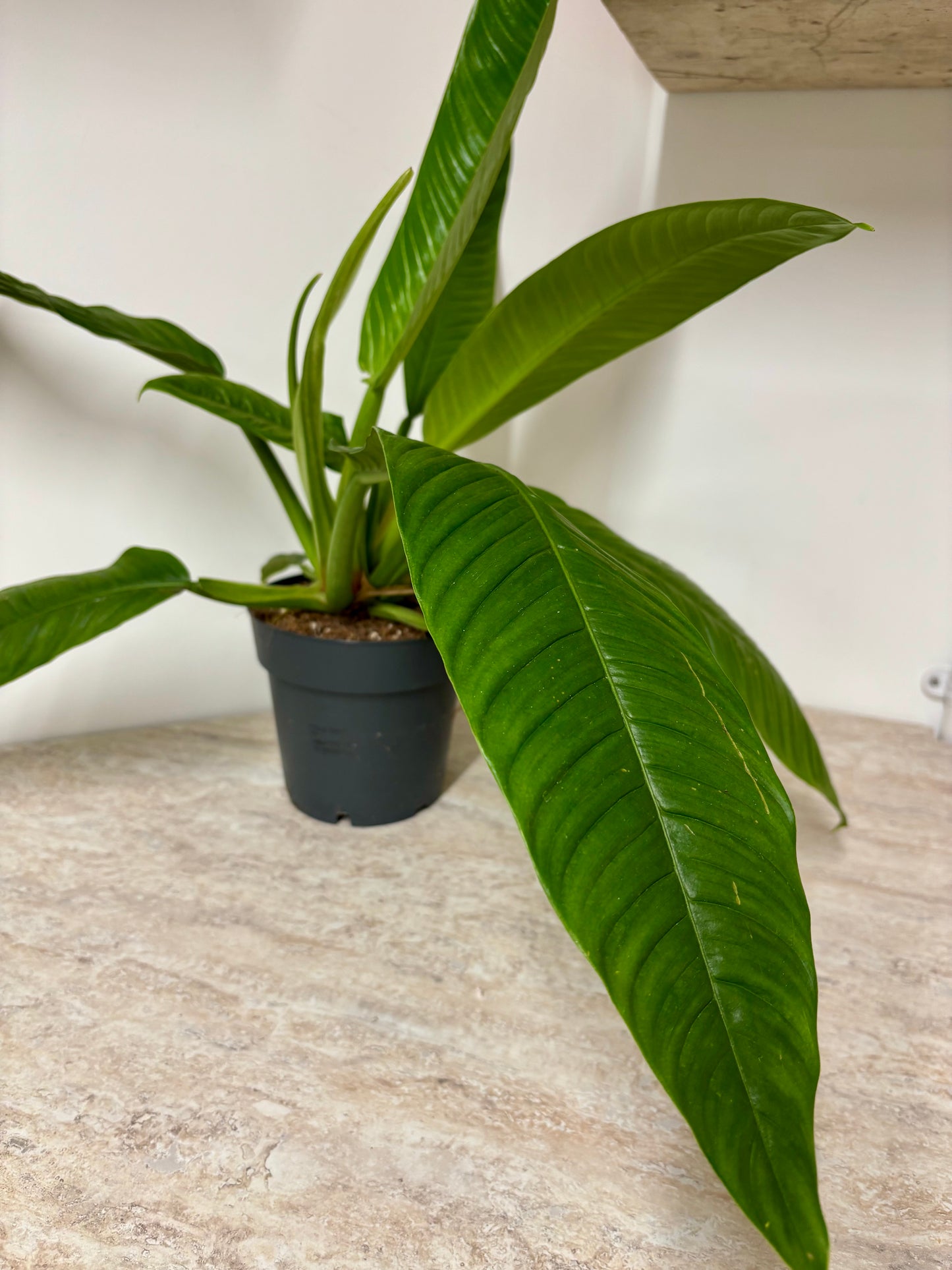 Philodendron Campii Lynette
