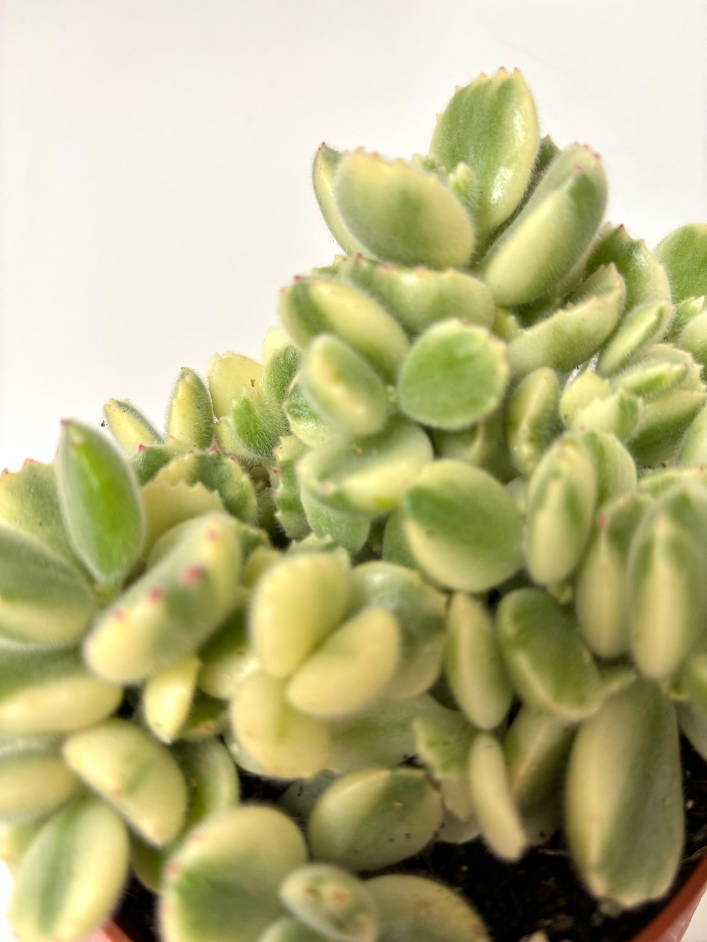 Cotyledon Ladismithiensis