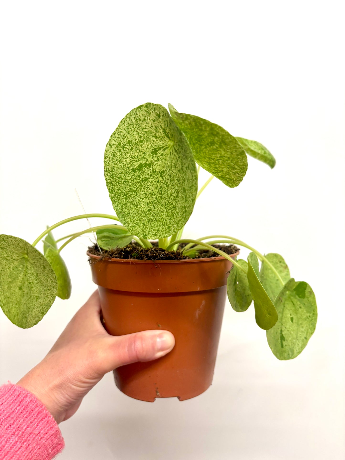 Pilea Peperomioides Mojito