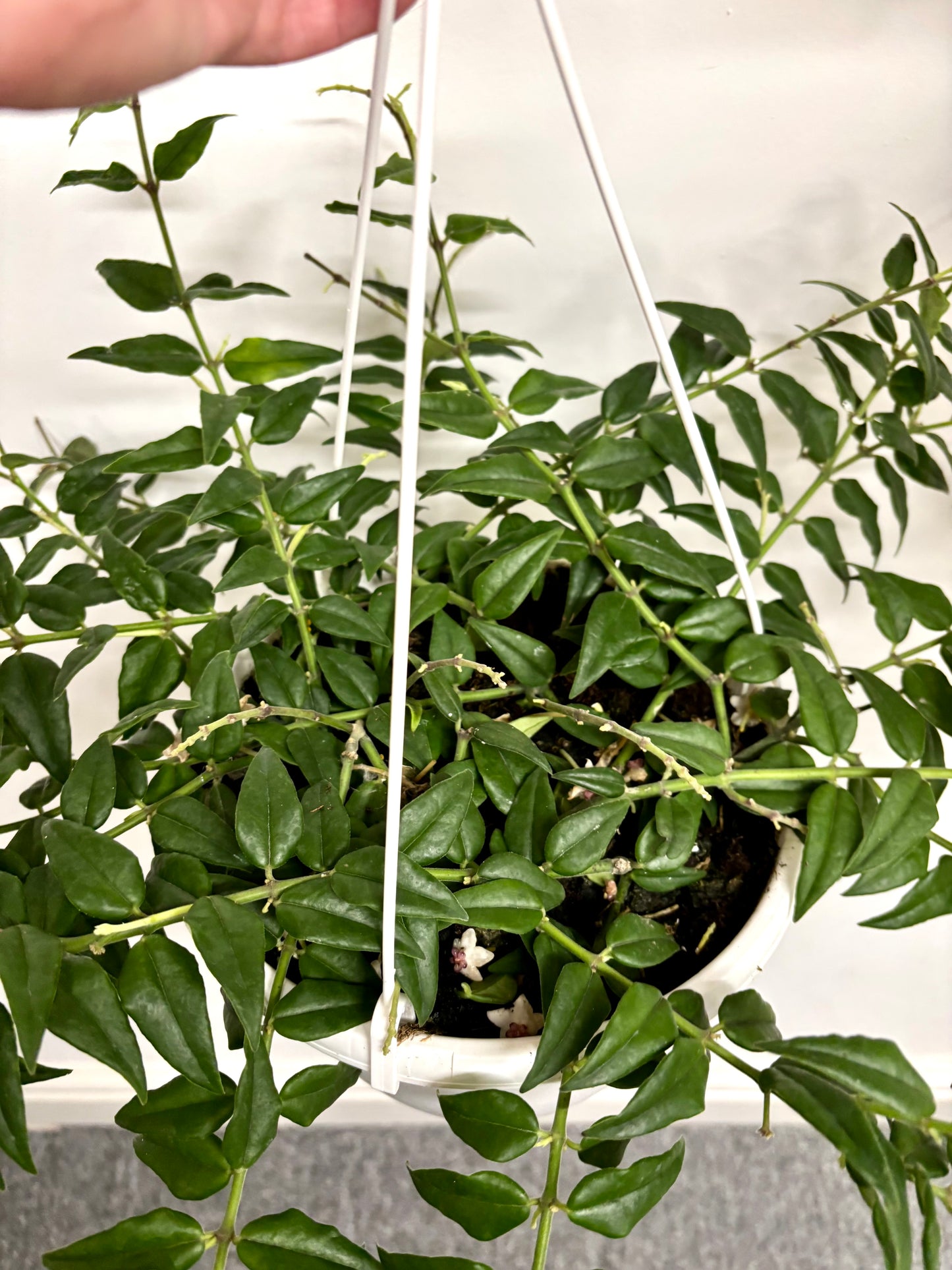Hoya Bella