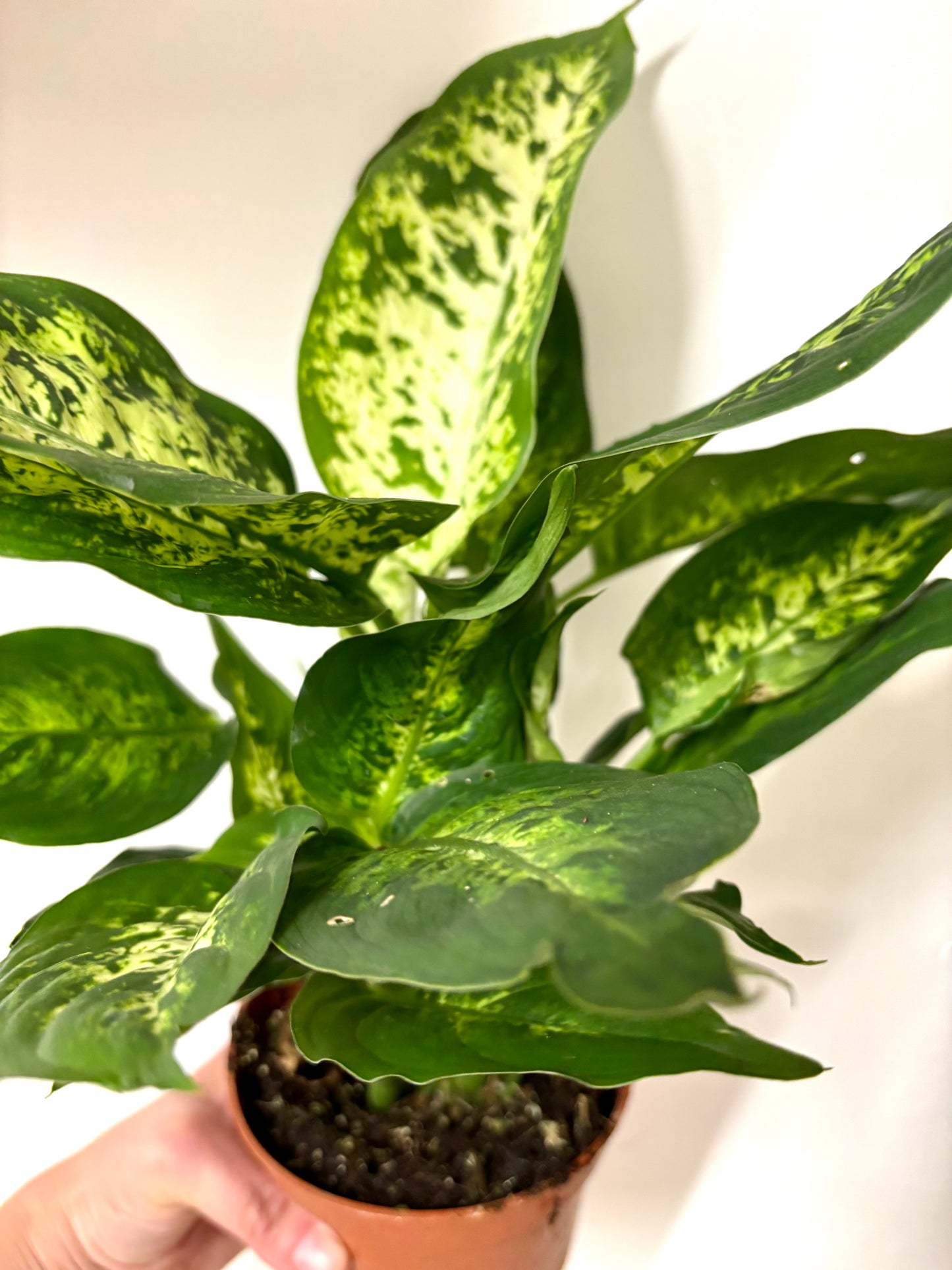 Dieffenbachia Compacta