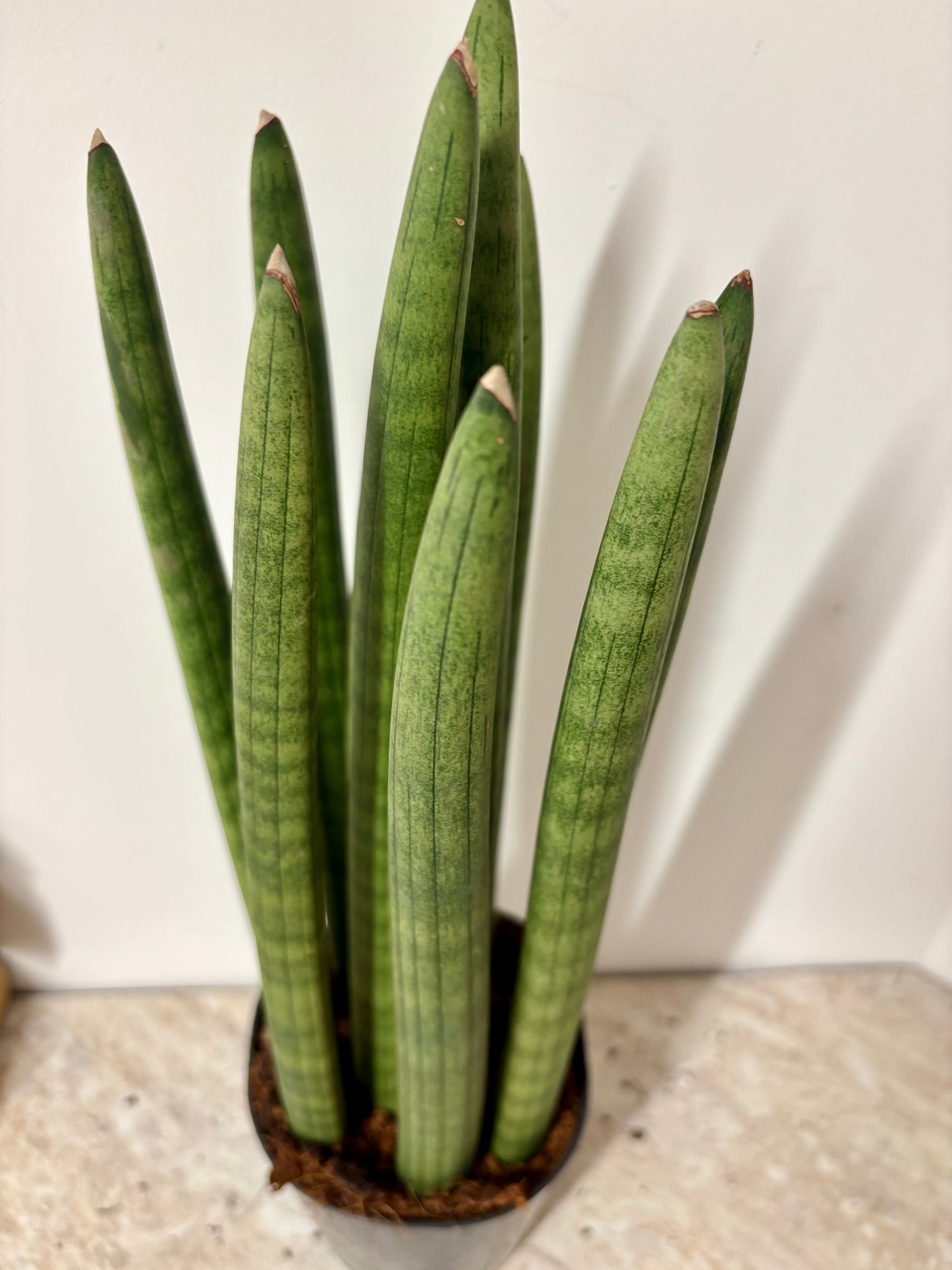Sansevieria Cylindrical