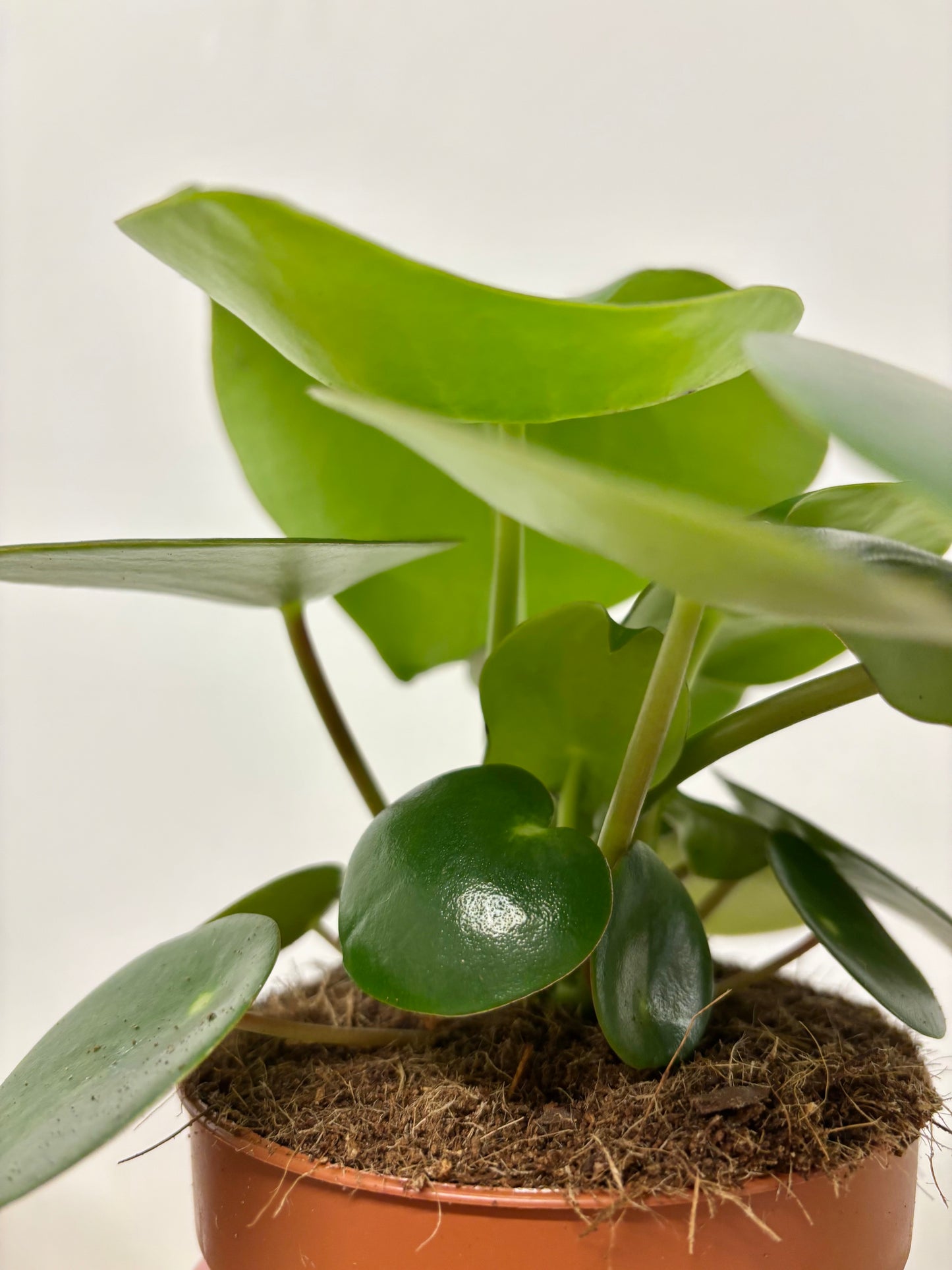 Peperomia Raindrop