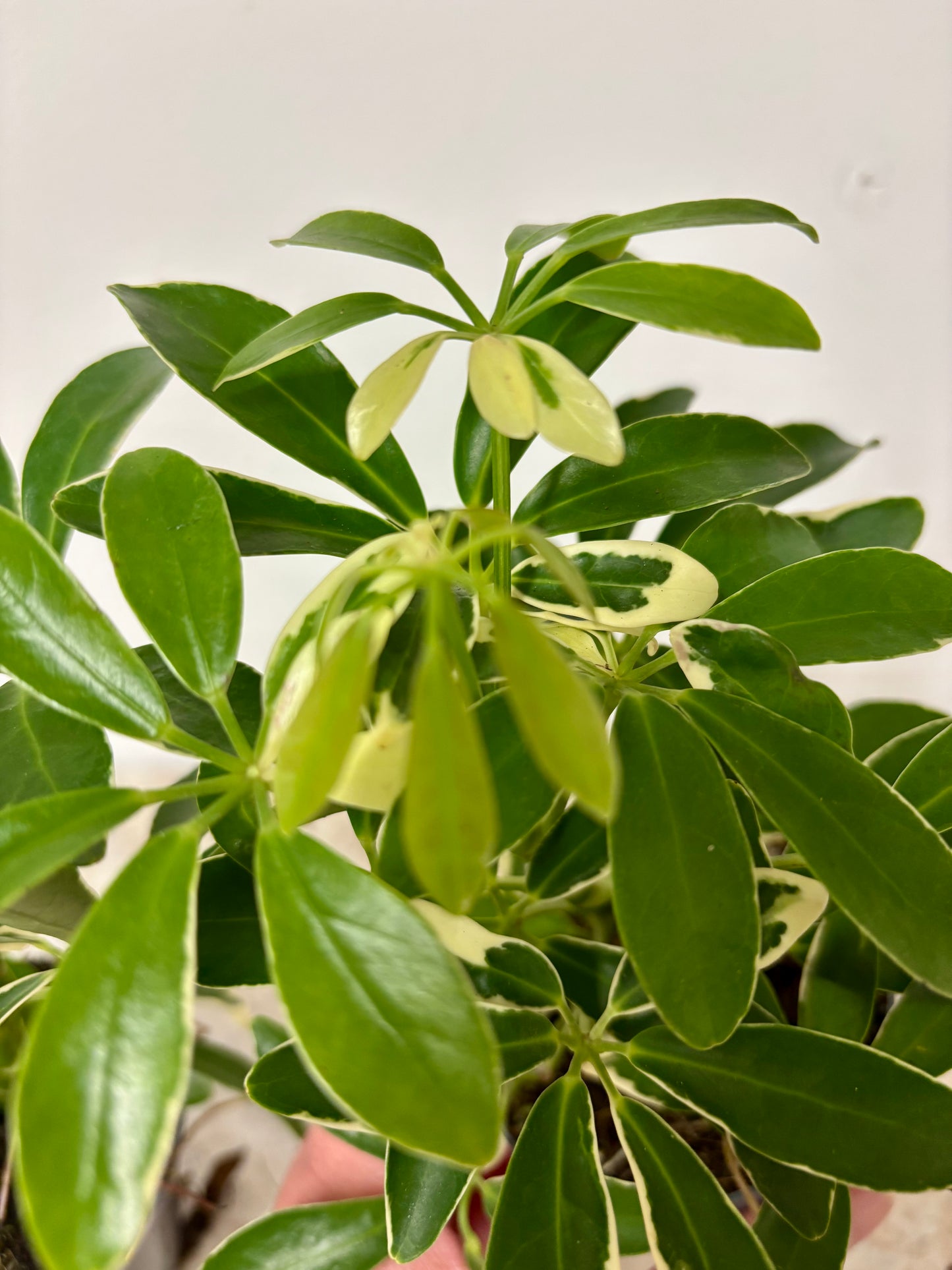 Schefflera Arboricola Luseana
