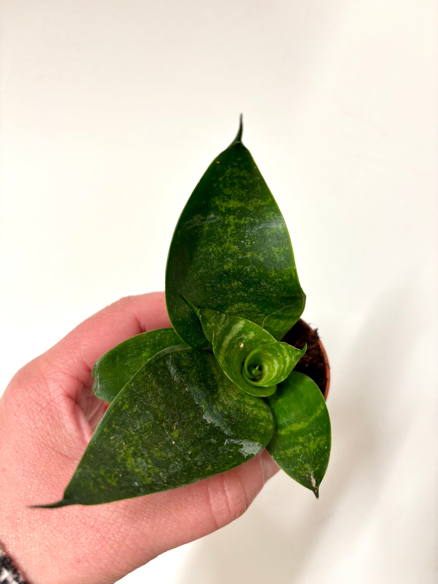 Mixed Sansevieria