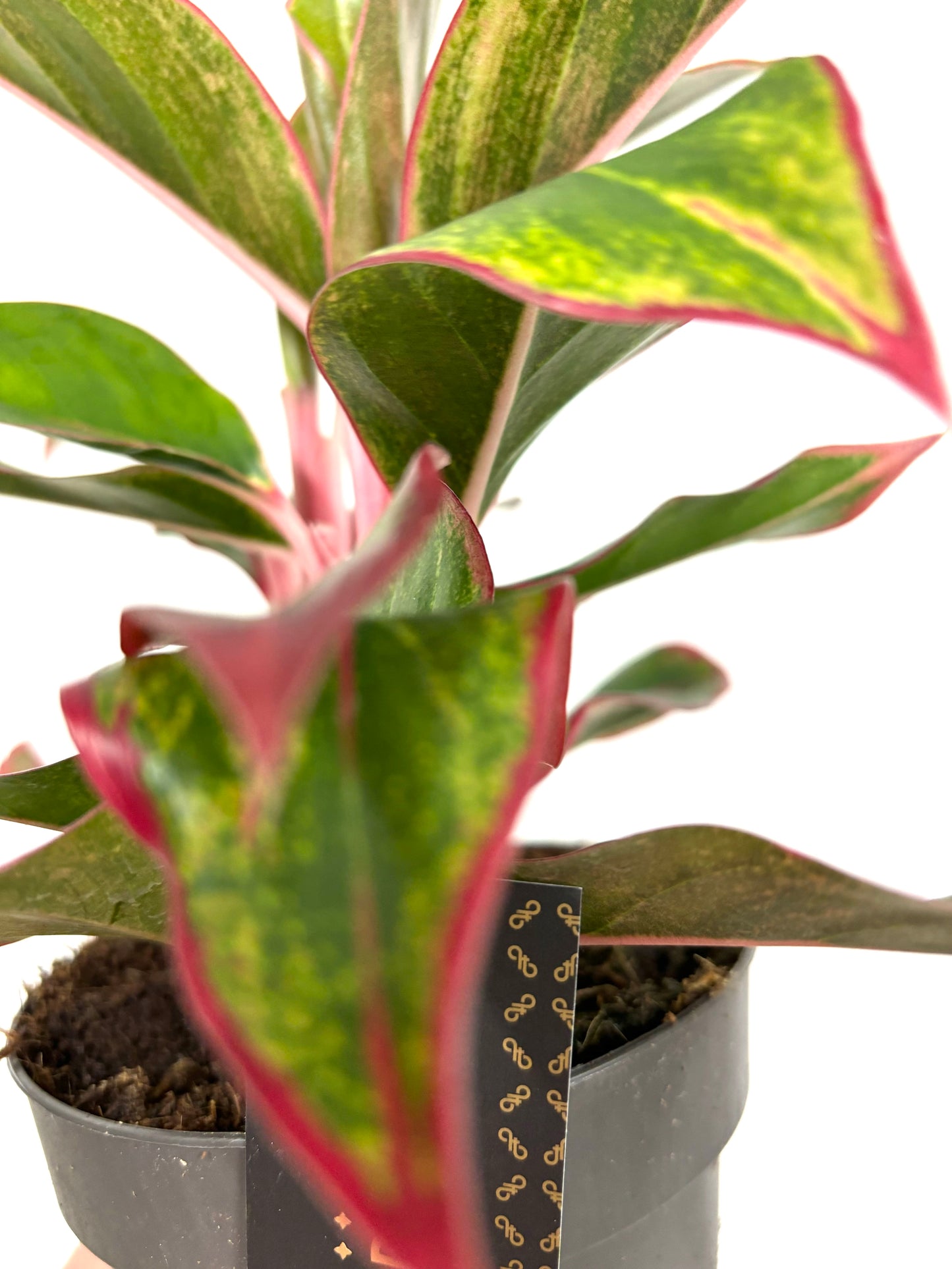 Aglaonema Jungle Red